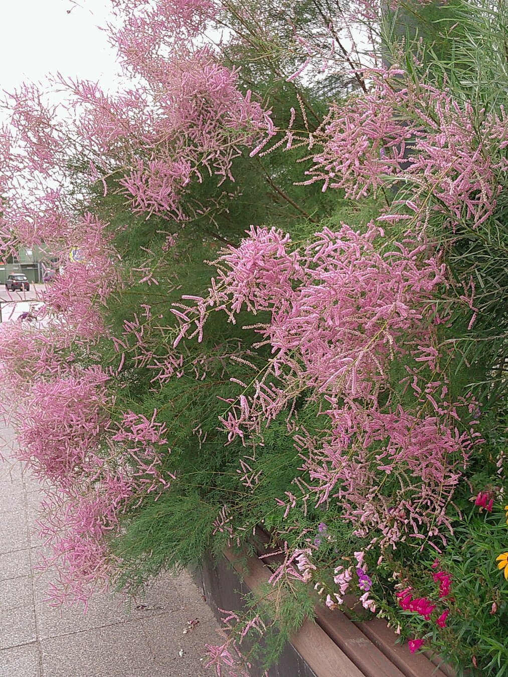 pink flowers