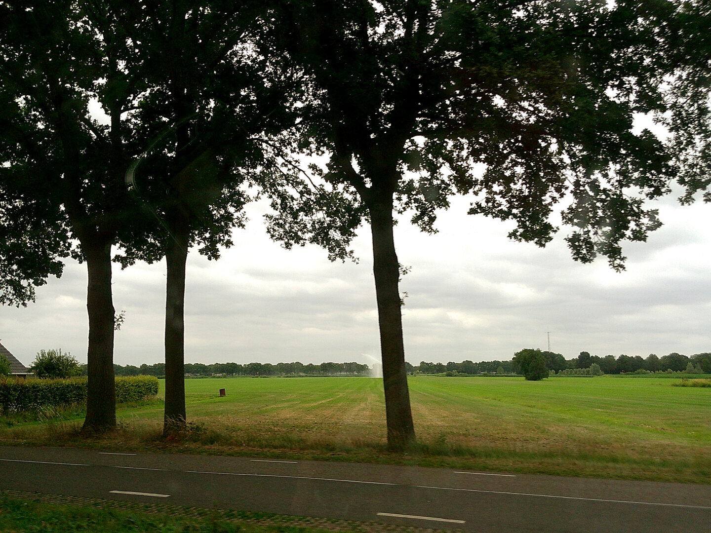 a row of trees, a spray of water over the field behind