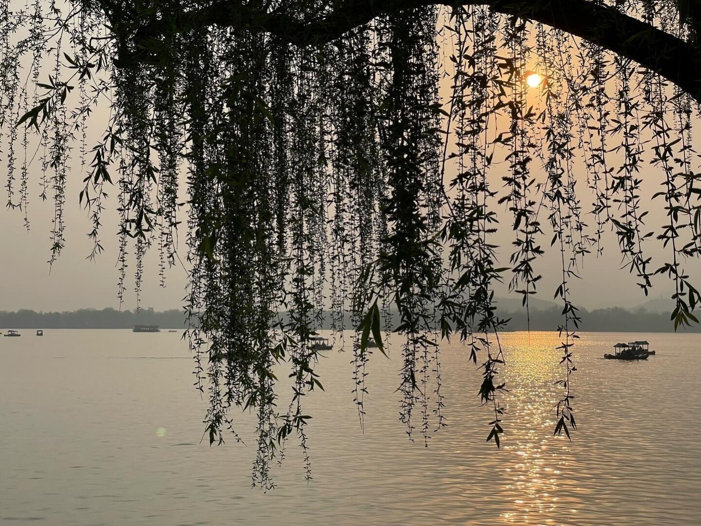 A view out over a lake towards the sun, which is shining on the lake.  In the foreground, obscuring some of the view of the sun and lake, is a willow tree with leaves hanging down into the main view.