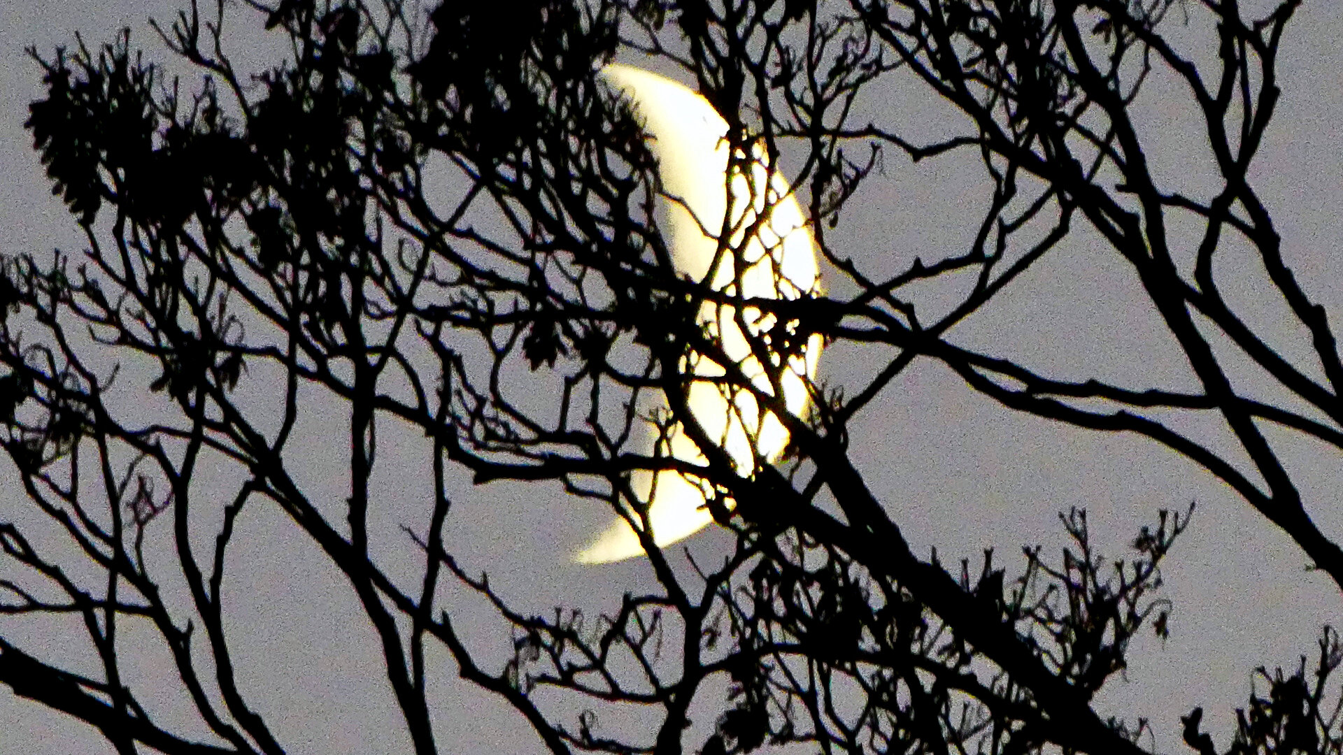 Am hellen Abendhimmel ist der zunehmende Mond hinter Baumästen zu sehen

The waxing moon can be seen behind tree branches in the bright evening sky.