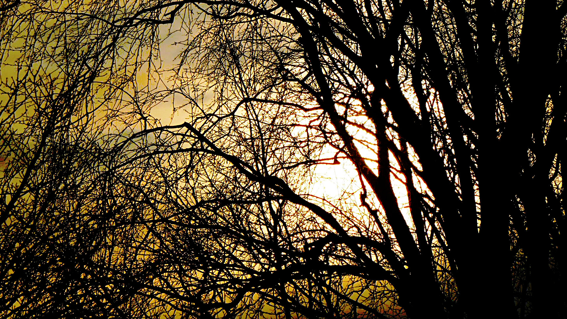 Auf der rechten Seite des Bildes stehen mehrere Bäume mit dickeren Stämmen. Auf der linken Seite ein Gewirr von kahlen Ästen. Der Hintergrund in eine warme goldgelblichen Atmosphäre getaucht. 

Auf der rechten Seite des Bildes stehen mehrere Bäume mit dickeren Stämmen. Auf der linken Seite ein Gewirr von kahlen Ästen. Der Hintergrund in eine warme goldgelblichen Atmosphäre getaucht.