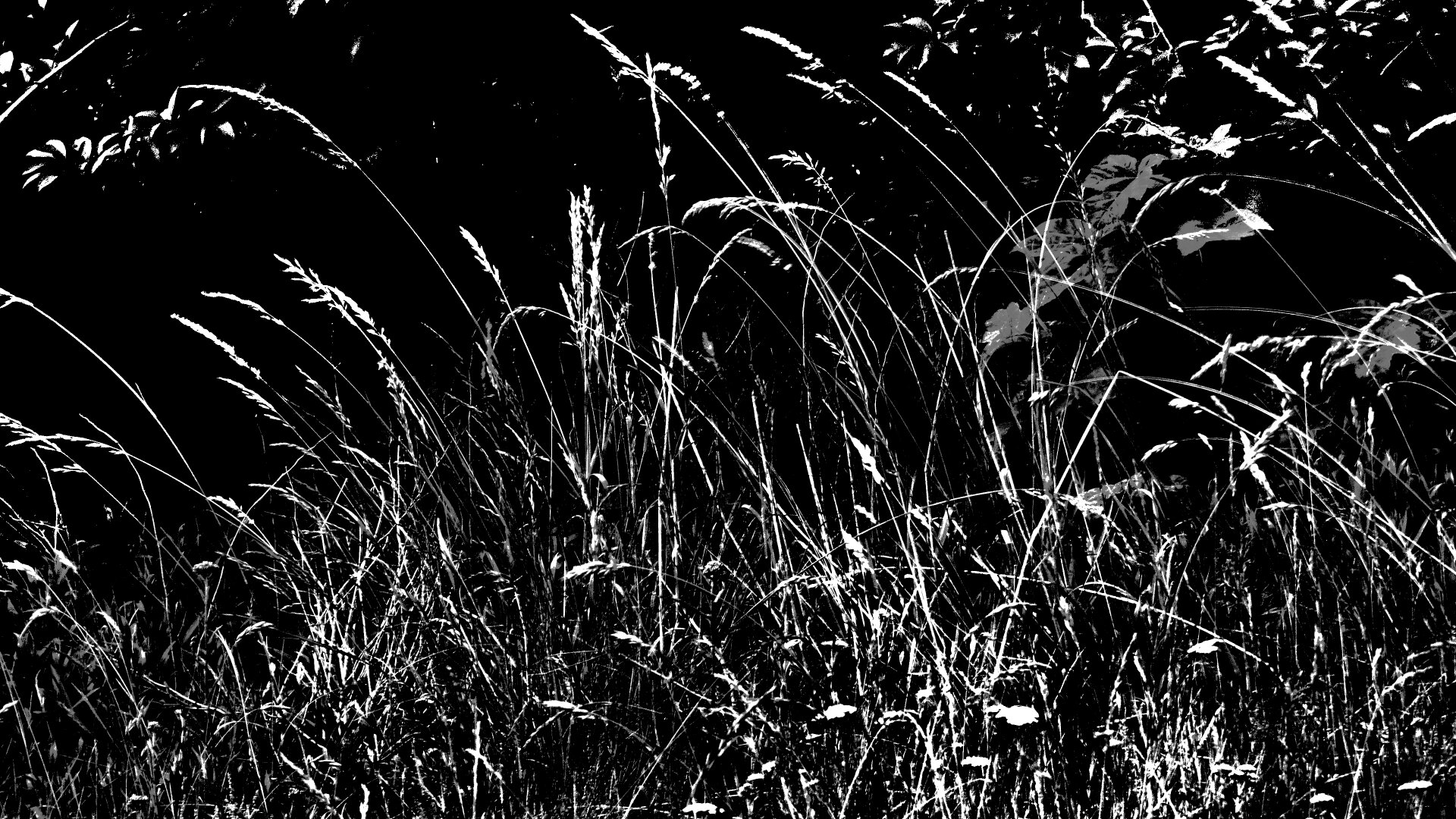 Lowkey Fotoarbeit
Dunkler Hintergrund und helle Gräser im Vordergrund

Low-key photography
Dark background and light-coloured grasses in the foreground