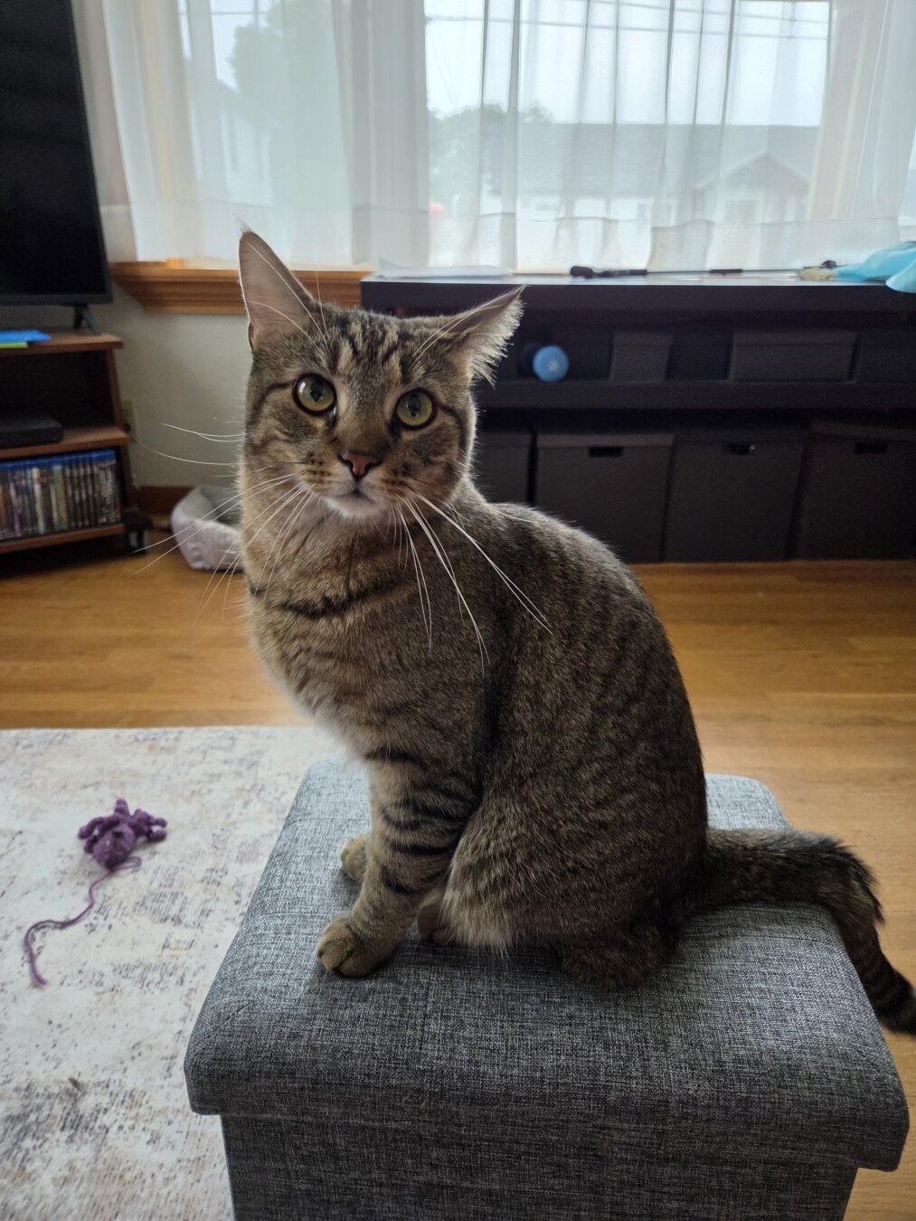 Photo of a gray striped tabby sitting on a footstool & looking at the camera. There is a cat toy on the rug behind him.