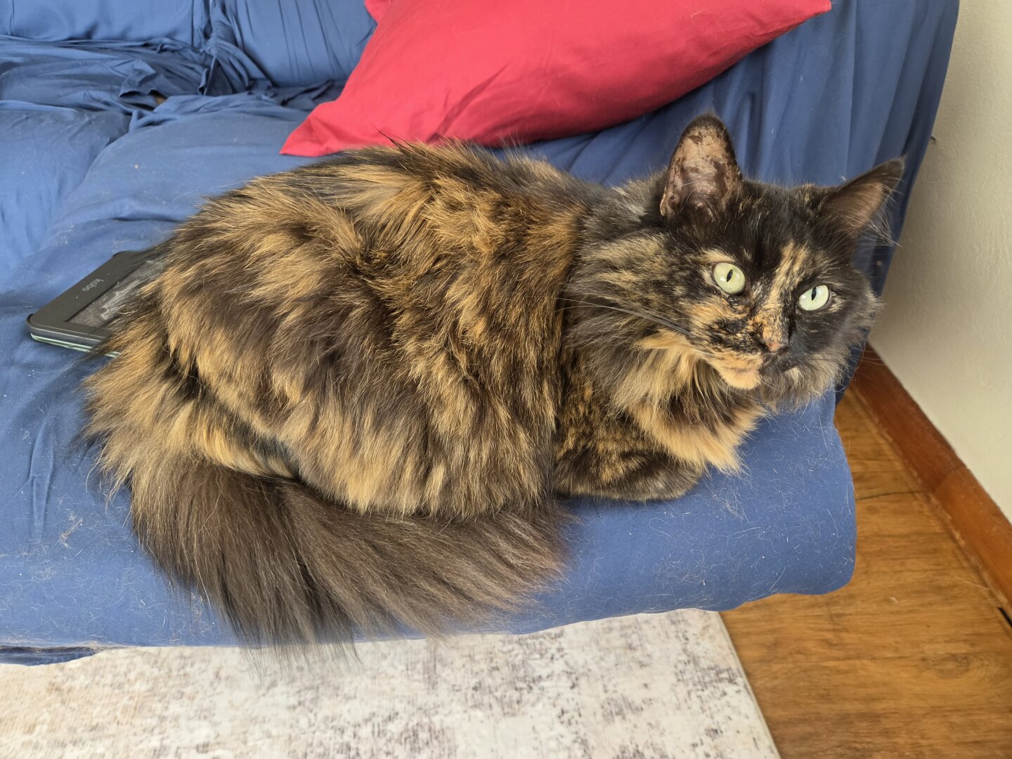 Photo of a black and orange fluffy cat sitting curled up on a recliner covered in a blue sheet (the chair not the cat). She is looking at the camera.