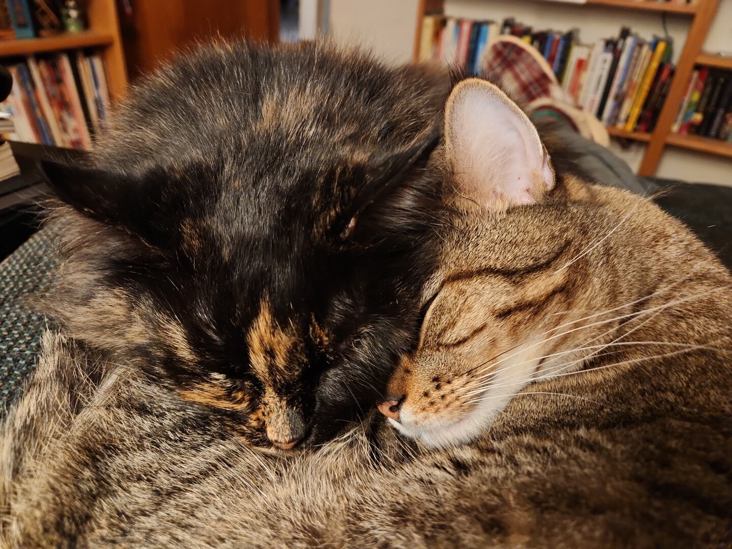 A photo of Reesie (black & orange fluffy tortoise hair cat) and Pippin (gray & black with orange facial highlights) curled together on my lap in the recliner in my library. Reesie's head is laying on Pippin's forehead & they're both asleep.
