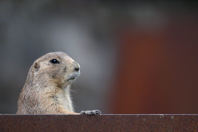 prairie dog