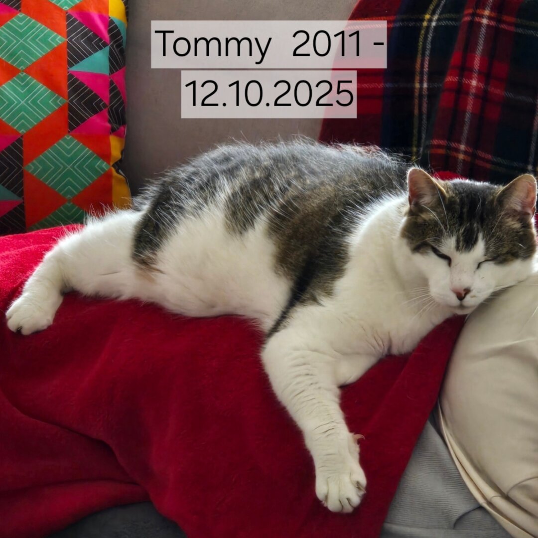 Eine weiß-grau getigerte Katze namens Tommy liegt entspannt auf einer roten Decke auf dem Sofa. Im Hintergrund sind bunte Kissen und eine karierte Decke zu sehen. Über dem Bild steht der Text „Tommy 2011 – 12.10.2025“, der an das verstorbene Haustier erinnert.