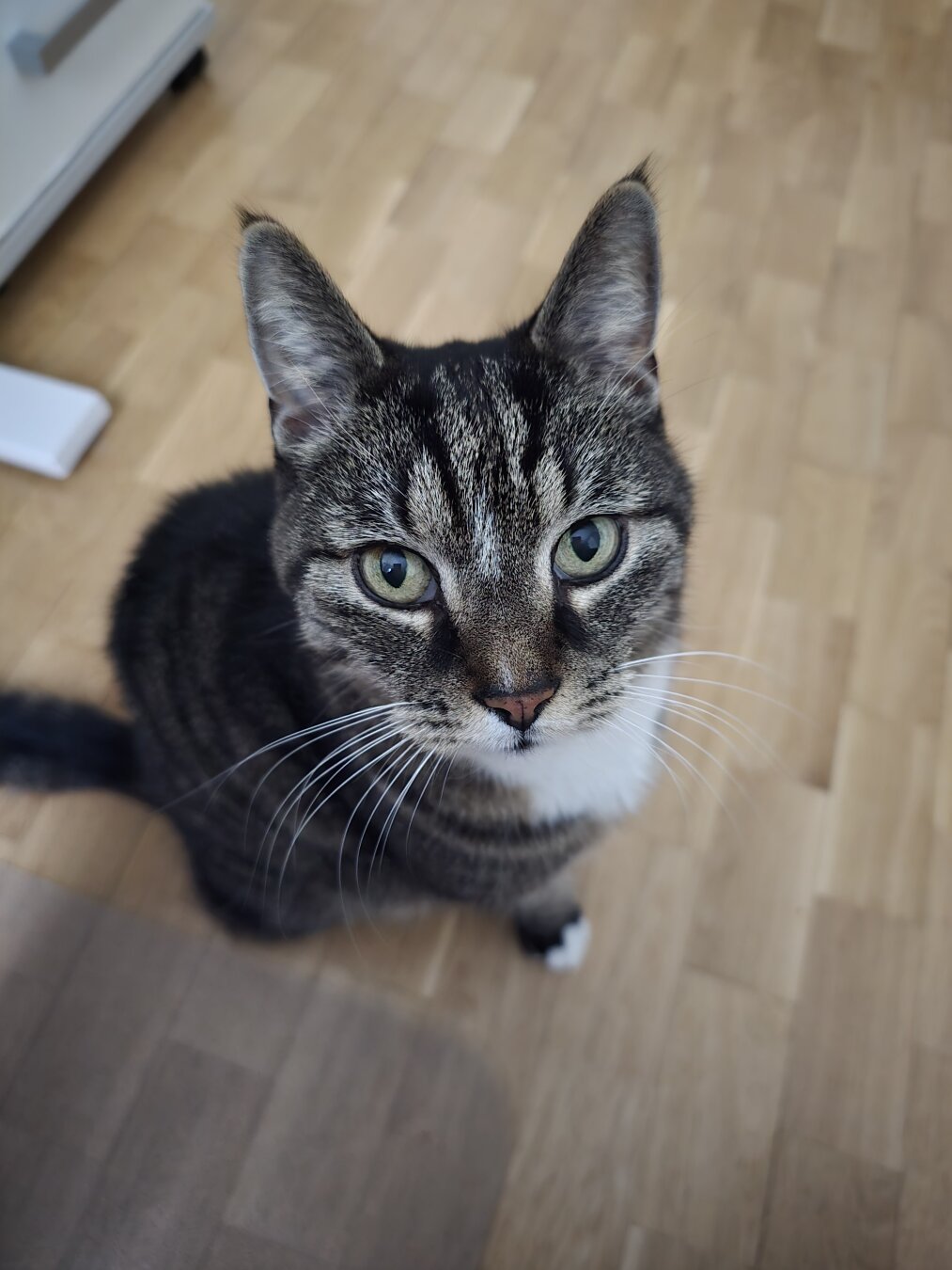Ein niedlicher getigerter Kater sitzt auf einem hellen Holzboden und schaut mit großen grünen Augen direkt in die Kamera. Sein Fell ist grau-schwarz gestreift, mit weißer Brust, und er hat einen wachen, neugierigen Blick.