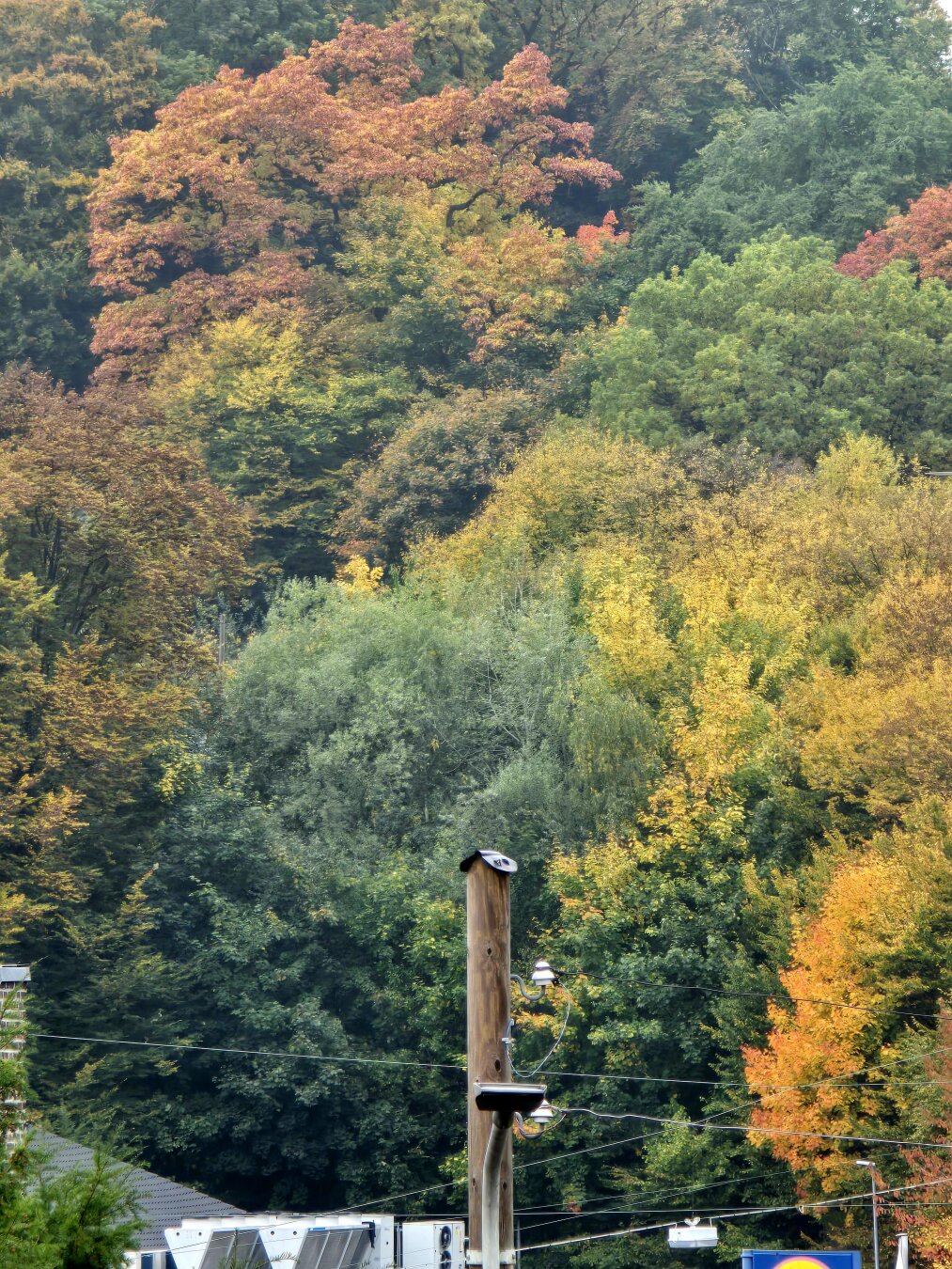 Ein herbstlicher Blick über Wuppertal: Bäume in leuchtenden Grün-, Gelb-, Orange- und Rottönen. Im Vordergrund steht ein Holzmast mit Stromleitungen, im unteren Bildbereich sind Hausdächer und ein Schild teilweise zu sehen. Die Szene wirkt ruhig und farbenfroh – typische Herbststimmung.