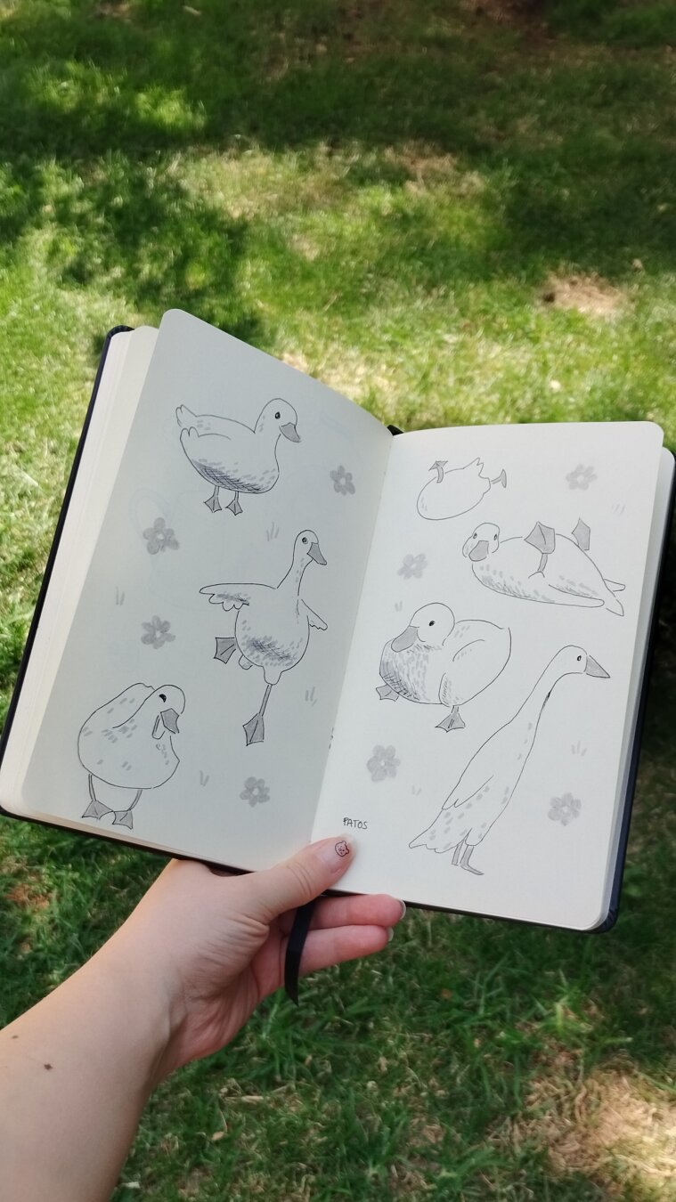 Photo of sketchbook. There are some drawings of ducks in different poses.