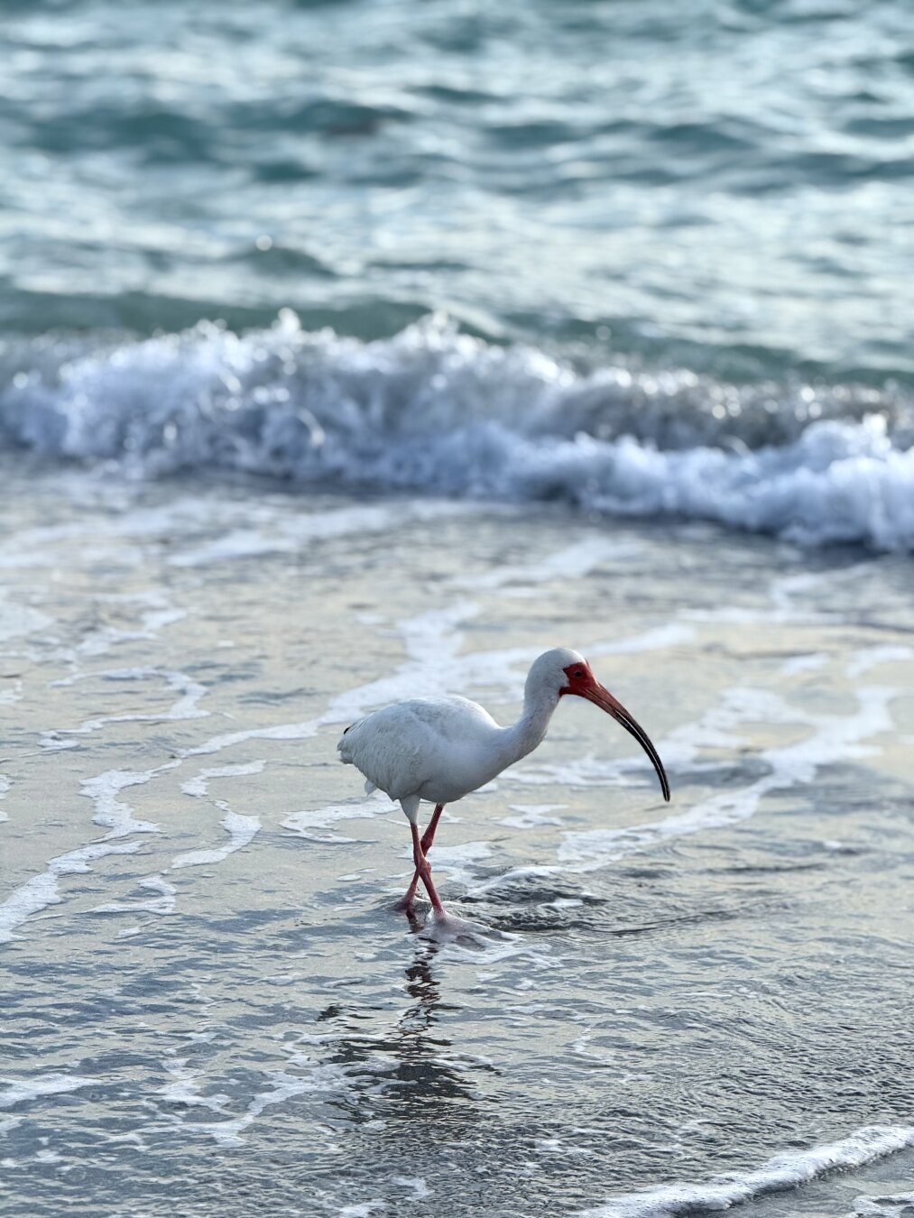A white bird with a long curved beak stands in shallow water near the shore, surrounded by gentle waves. The background features a serene ocean with a soft focus.