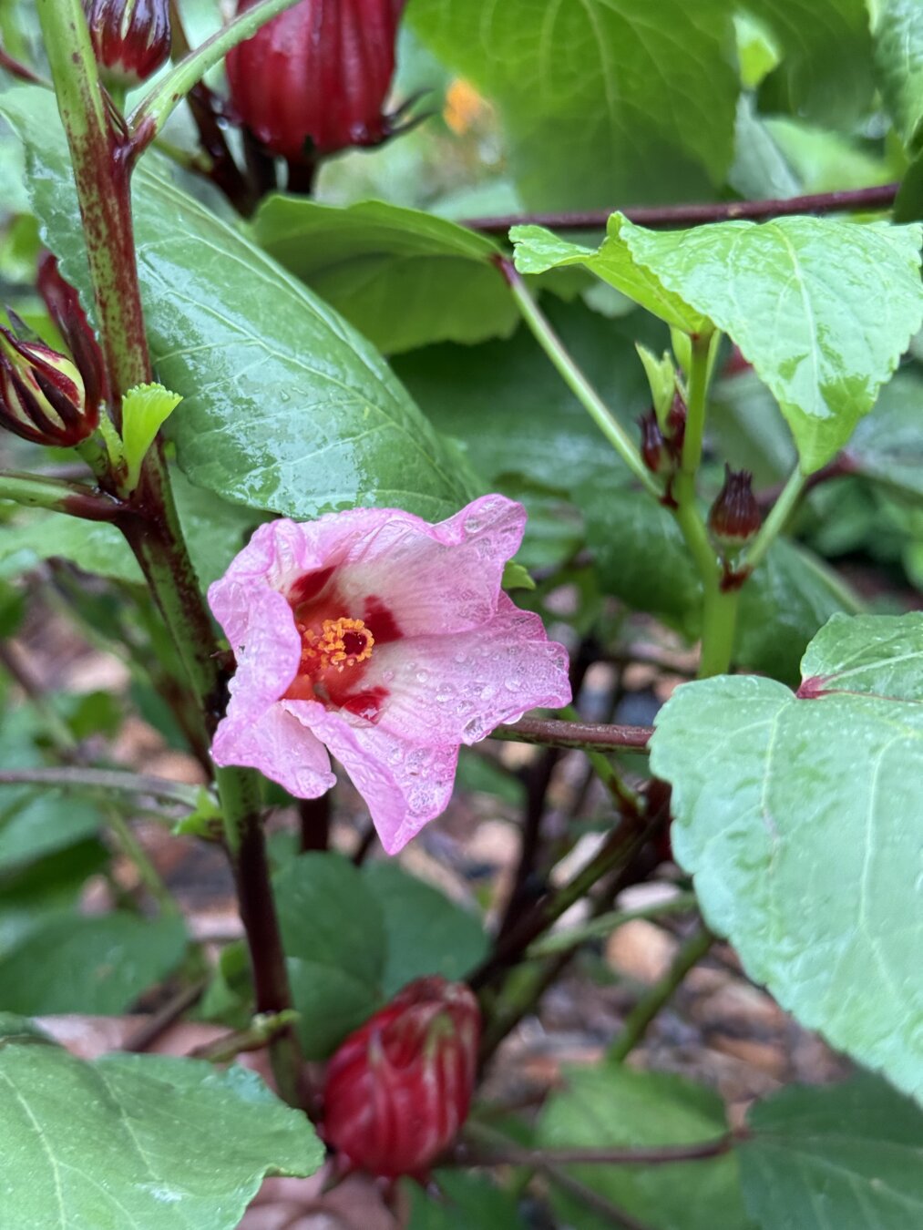 A close-up of a pink flower with a yellow center, droplets of water clinging to its petals. Surrounding the flower are green leaves and red buds. The scene is lush and vibrant.