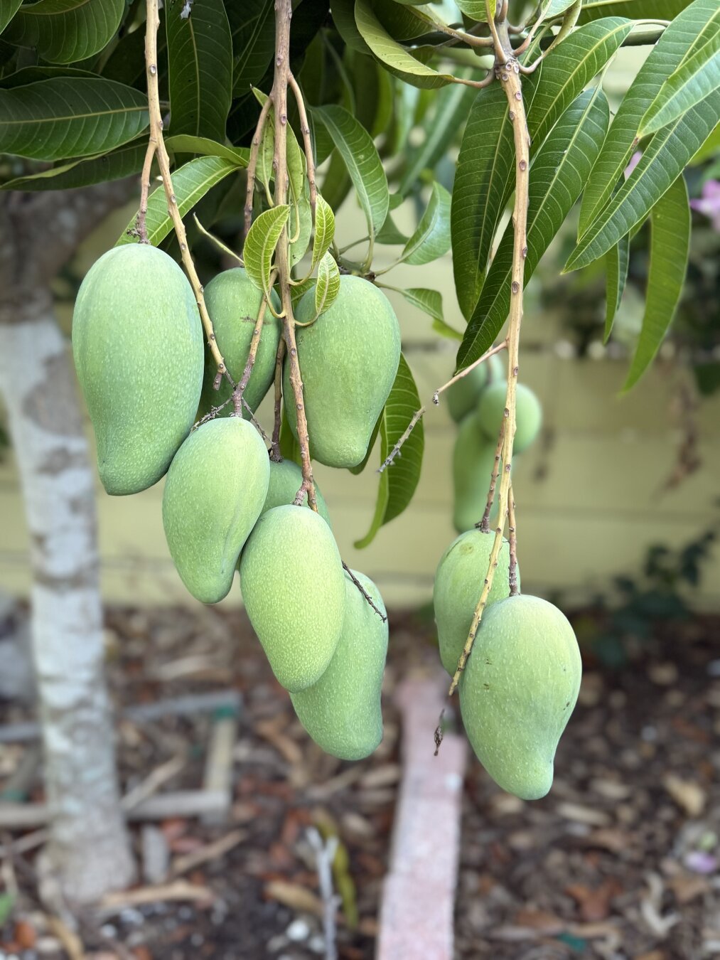 A cluster of several green mangoes hanging from a tree branch, surrounded by lush green leaves and a blurred background.