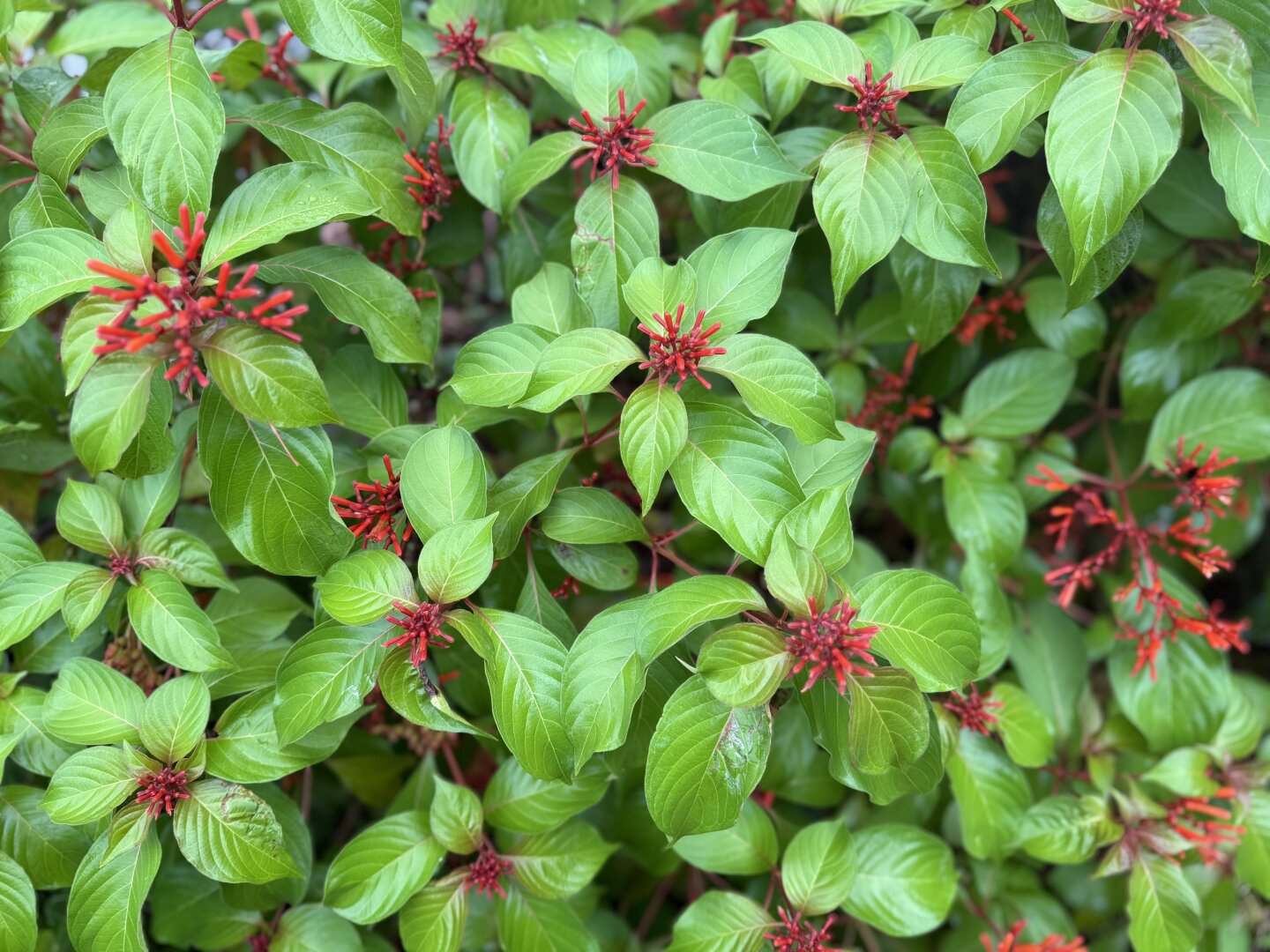 Almost neon green leaves fill the frame interspersed with bright red fire bush flowers.
