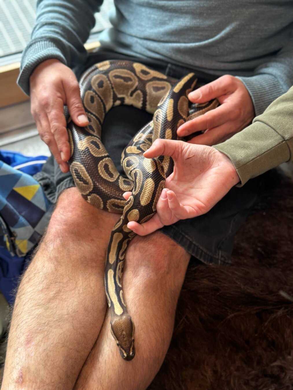 Ball Python