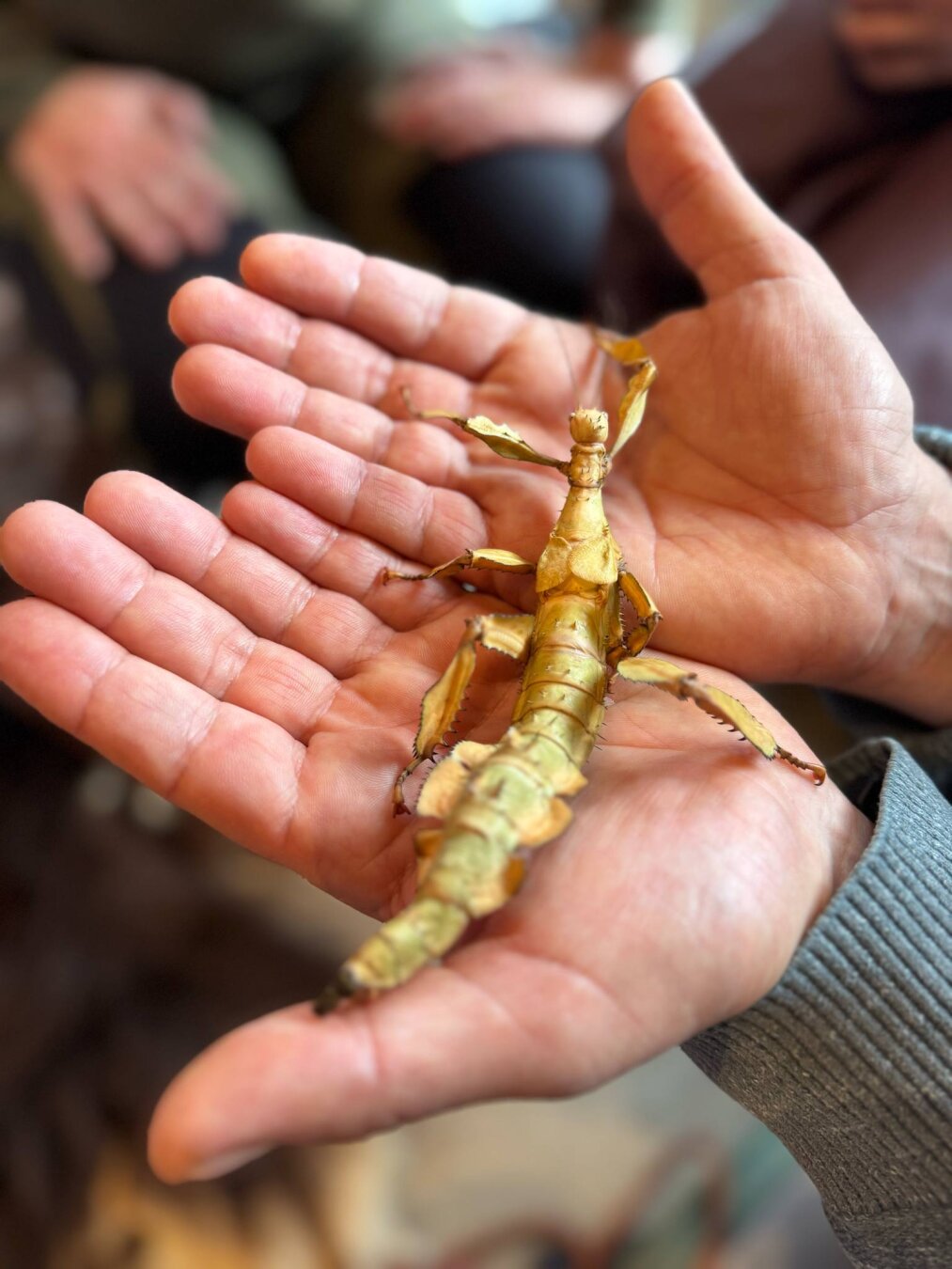 Giant Prickly Stick Insect or An Australian walking stick