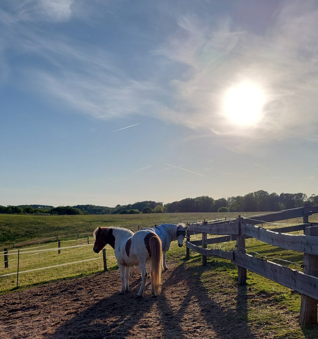 Two Icelandic horses in a paddock in the evening sun, standing at the gate to the green field, looking back ecpectantly at the person who is taking a photo instead of opening the gate for them