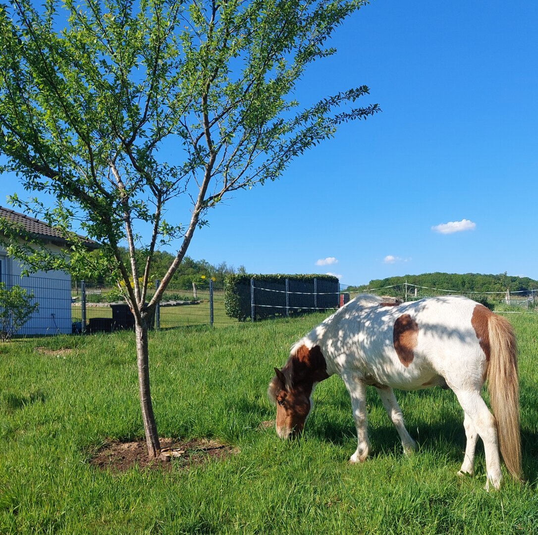 A chestnut pinto Icelandic horses grazing in the shade of a small tree