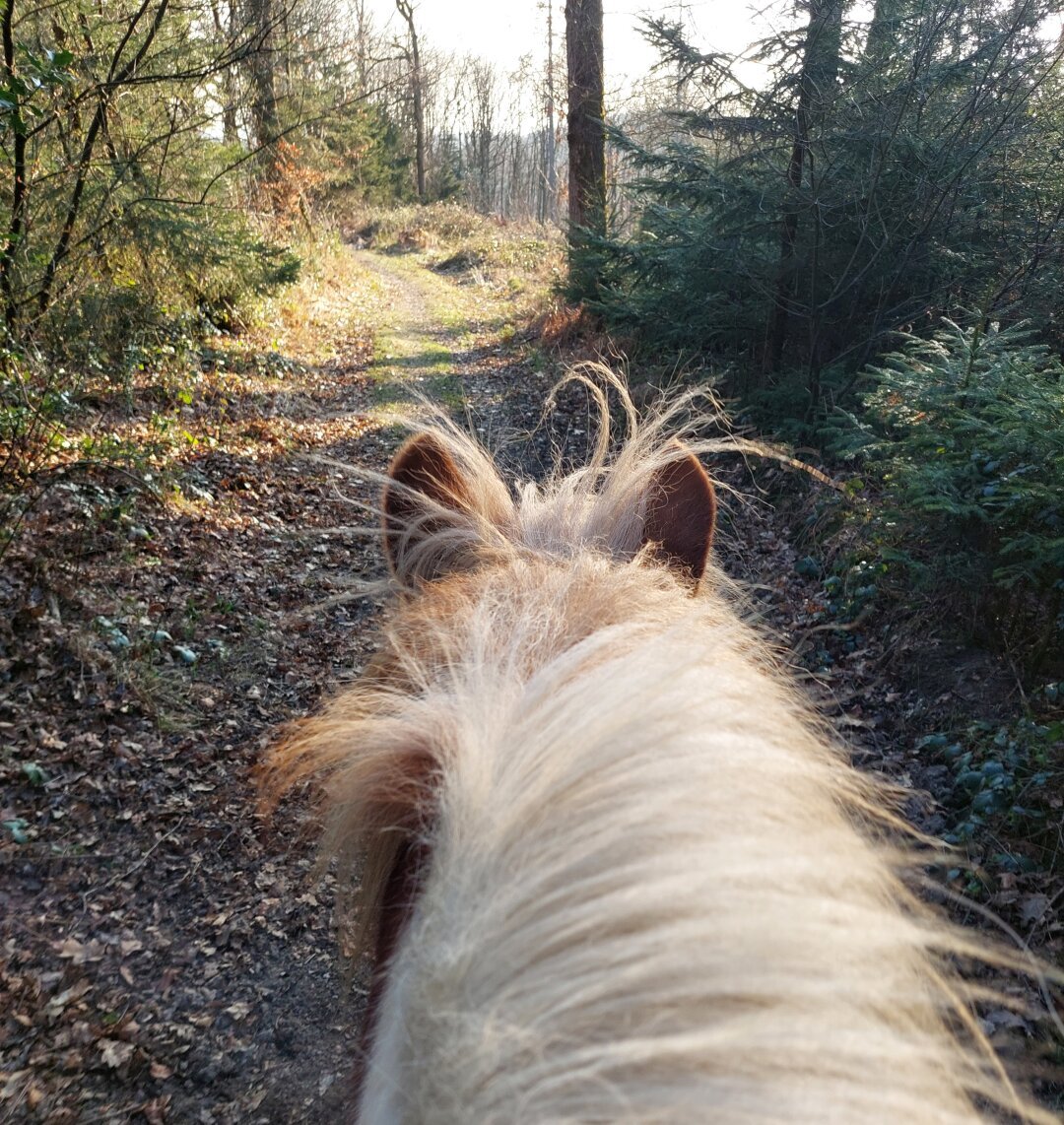 A forest trail seen from between an Icelandic horse's ears