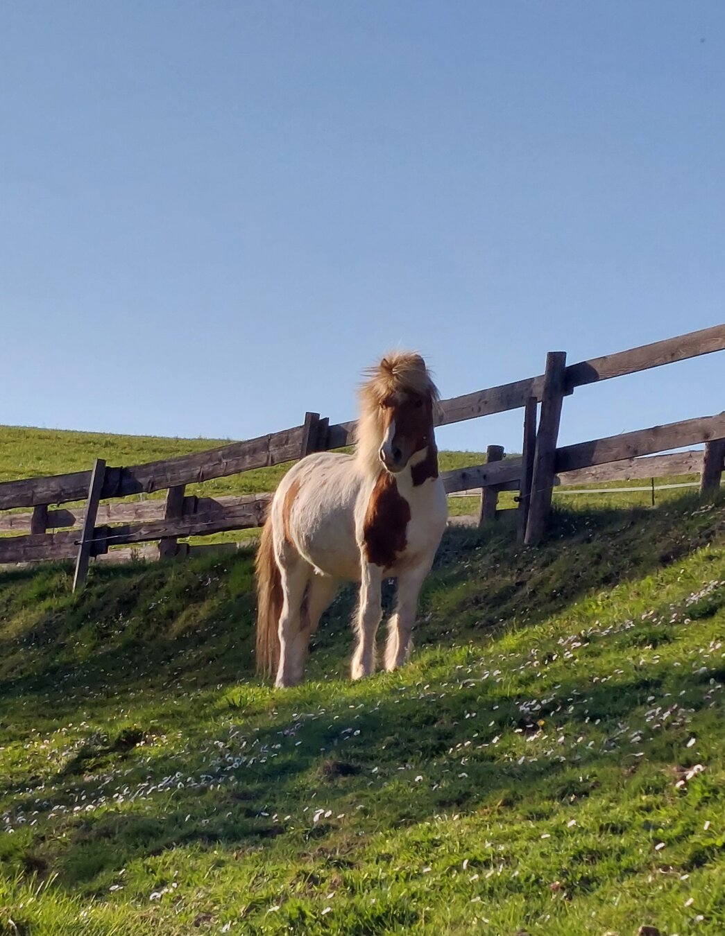An Icelandic horse chestnut pinto standing on top of a grassy slope, staring at something in the distance