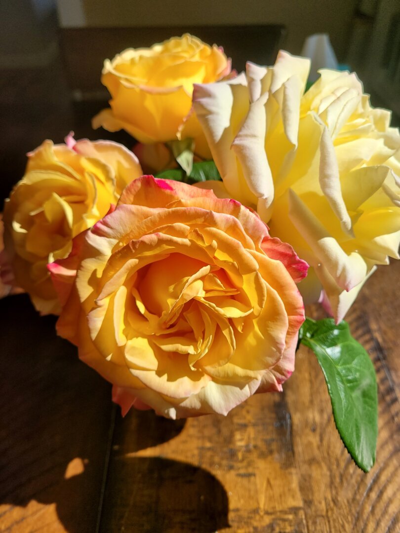Yellow roses with bright pink edges in a Mason jar