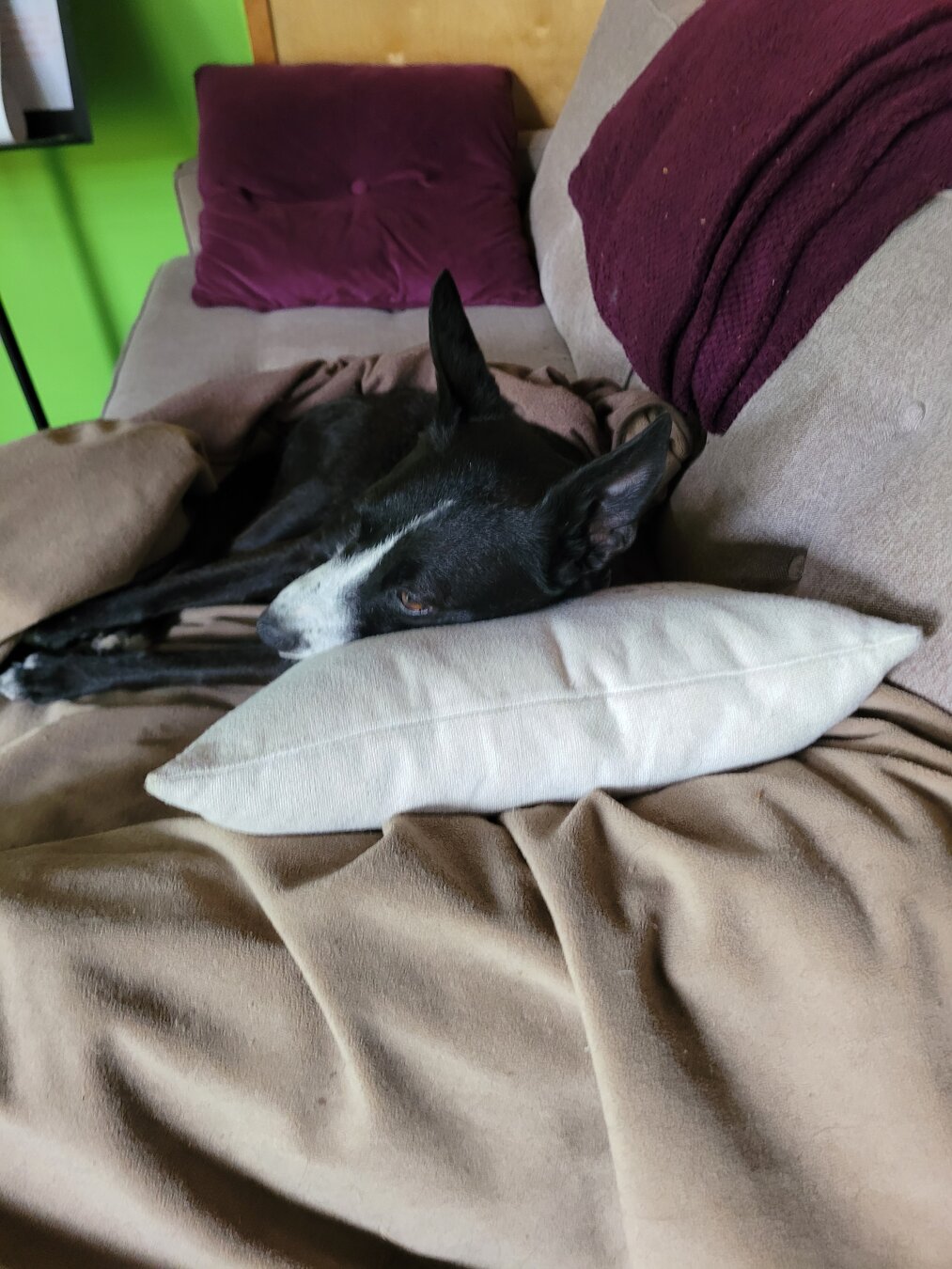 A black and white dog lounges on a sofa with a her head on a pillow.