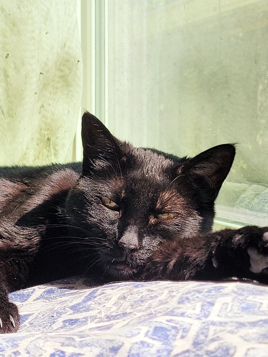 A shiny black cat basks in the sun. Her eyes are ever so slightly open because an annoying human is hovering nearby to take a picture