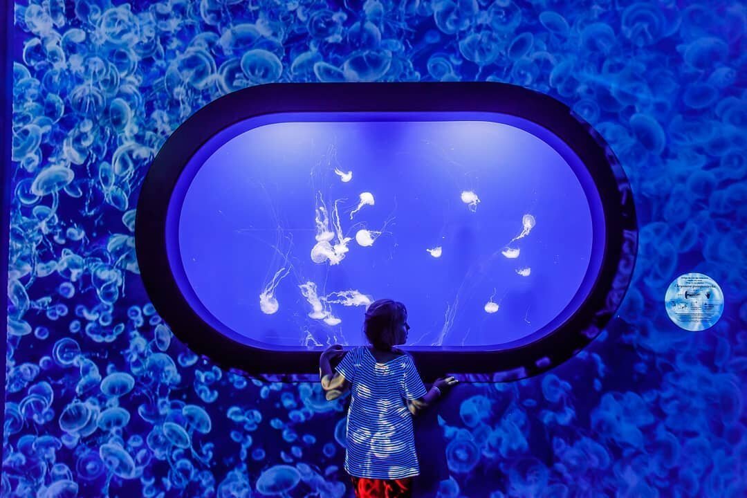 Chrysaora Quinquecirrha, Atlantic Sea Nettle

Oceanografic, Valencia