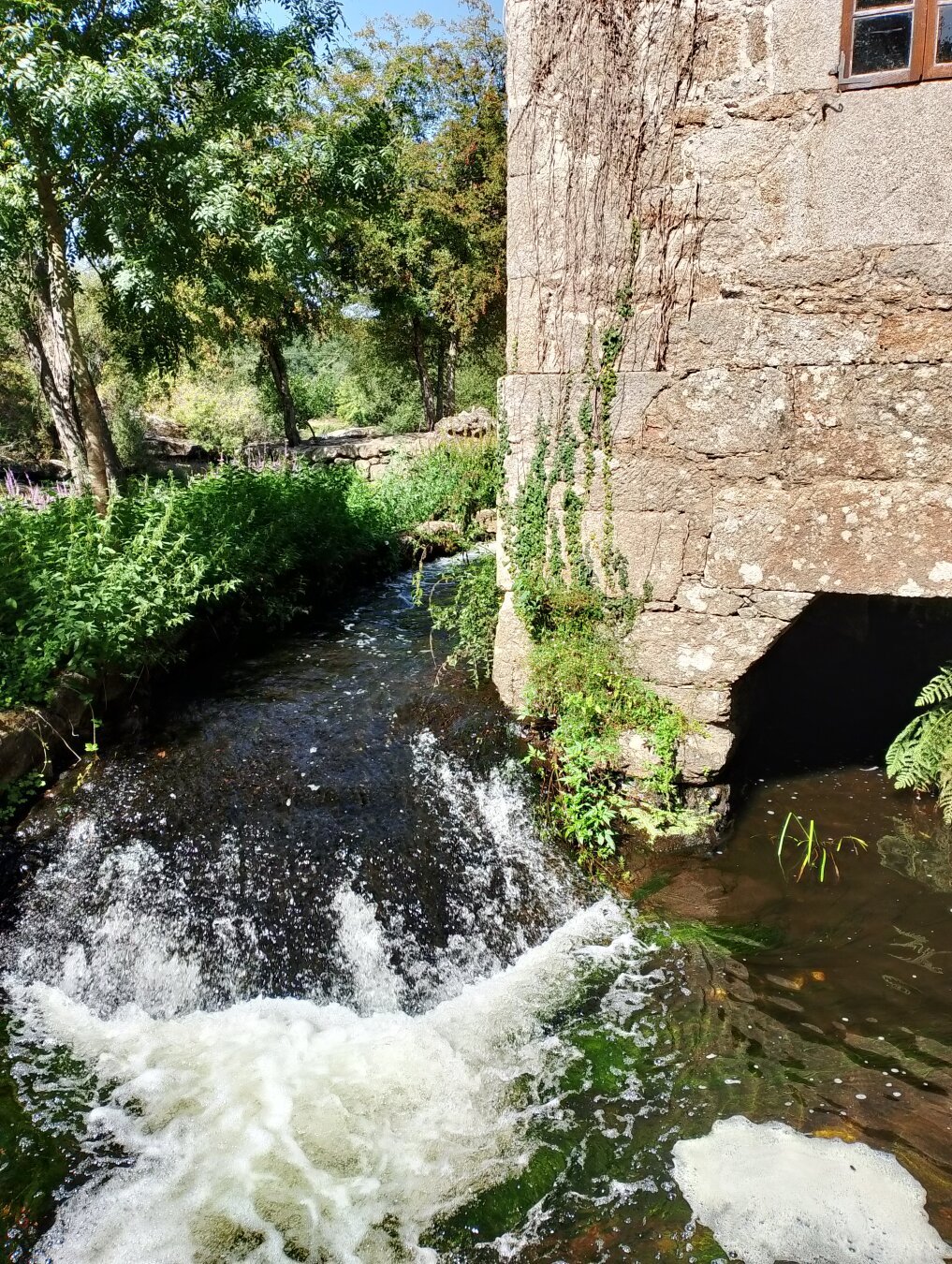 Zona fluvial de Lugo. Variedad de árboles y rio.