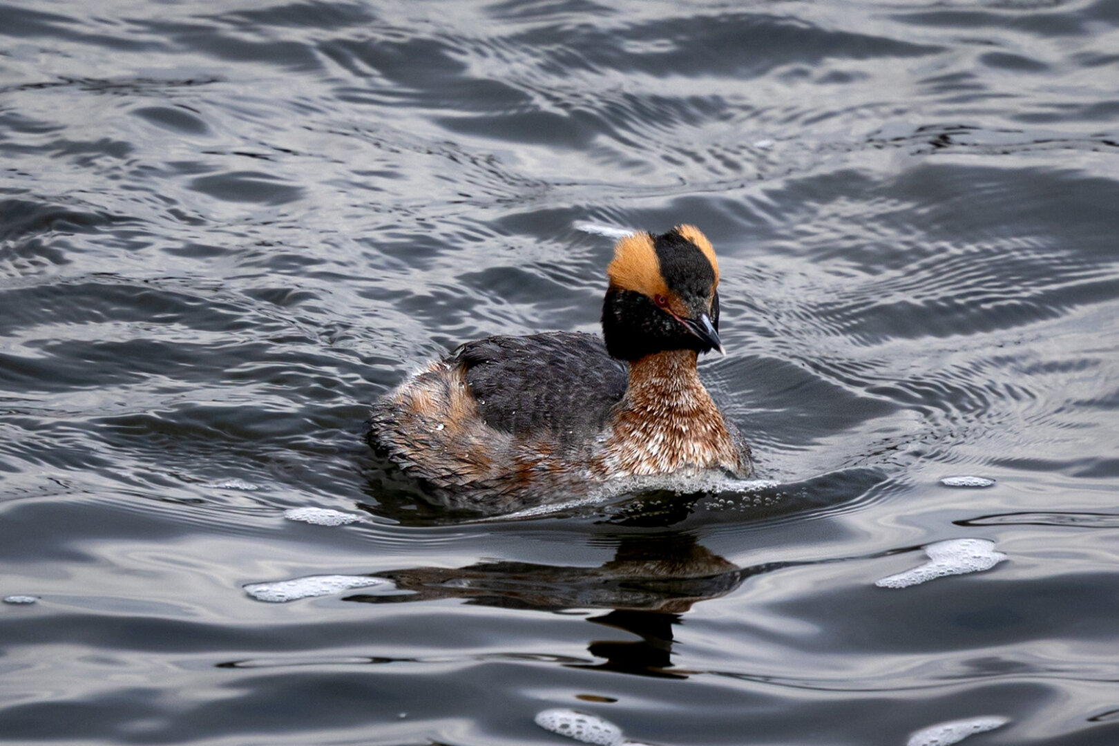 a Horned Grebe with a dark face and back, bright orange tufts on either side of its head, a dark bill and red eyes swims in the water.