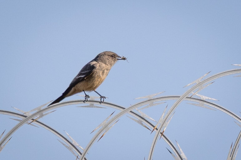 A bird with a reddish belly perched on razor wire munching on a bug.