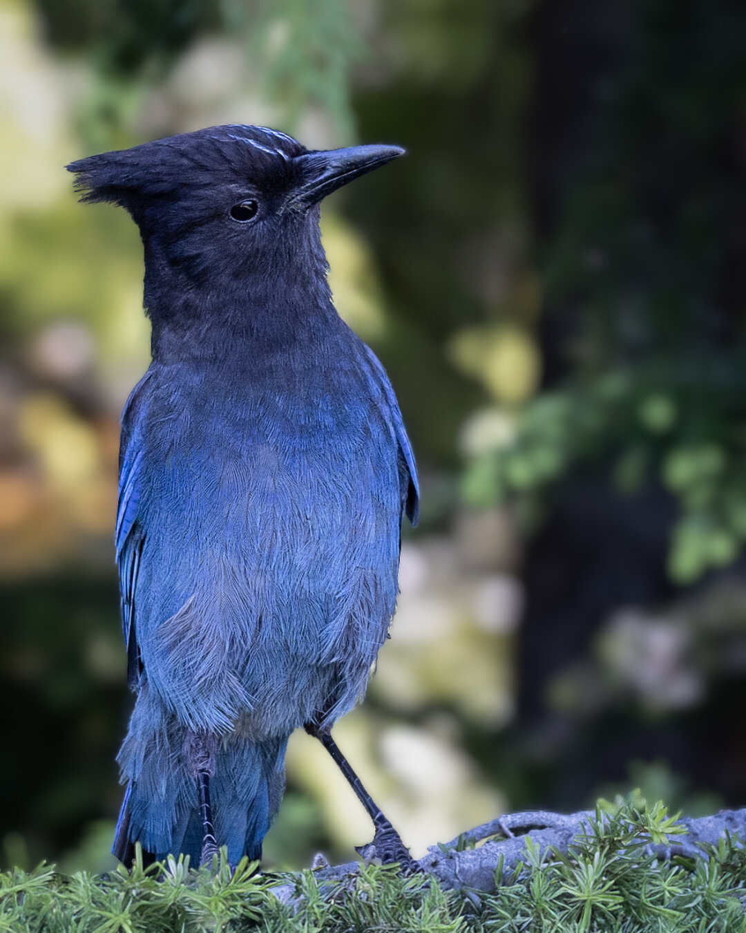 A blue bird sitting on a branch