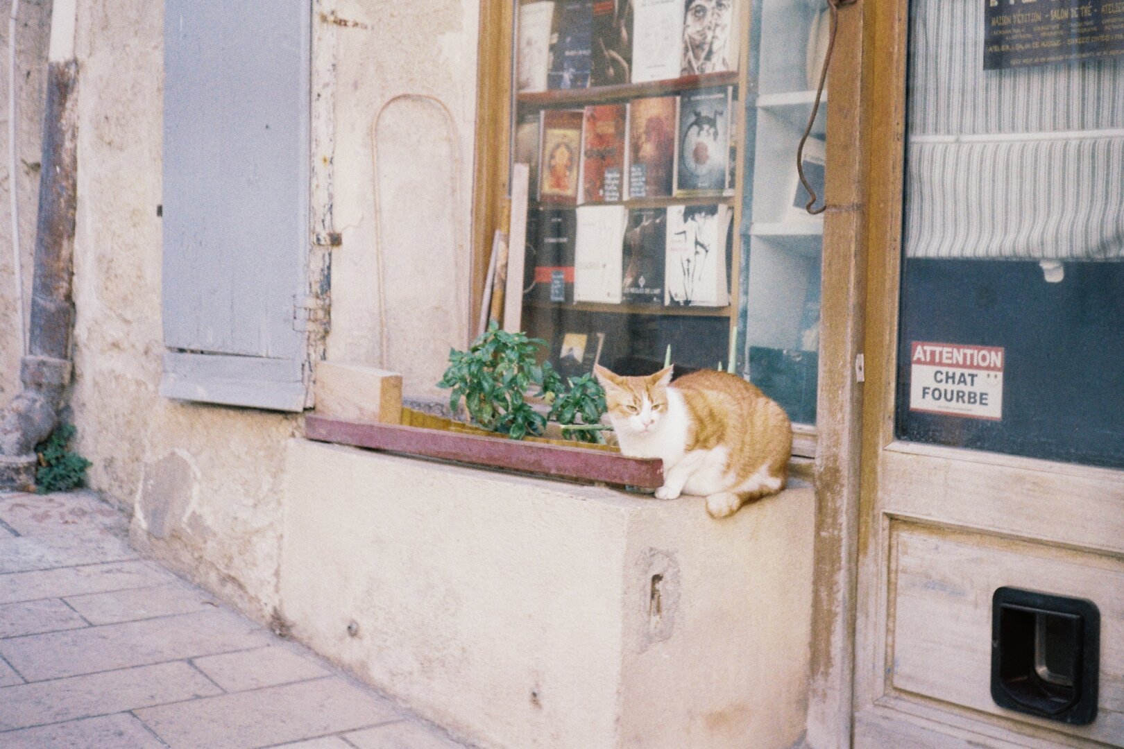 Beware of the sneaky cat...