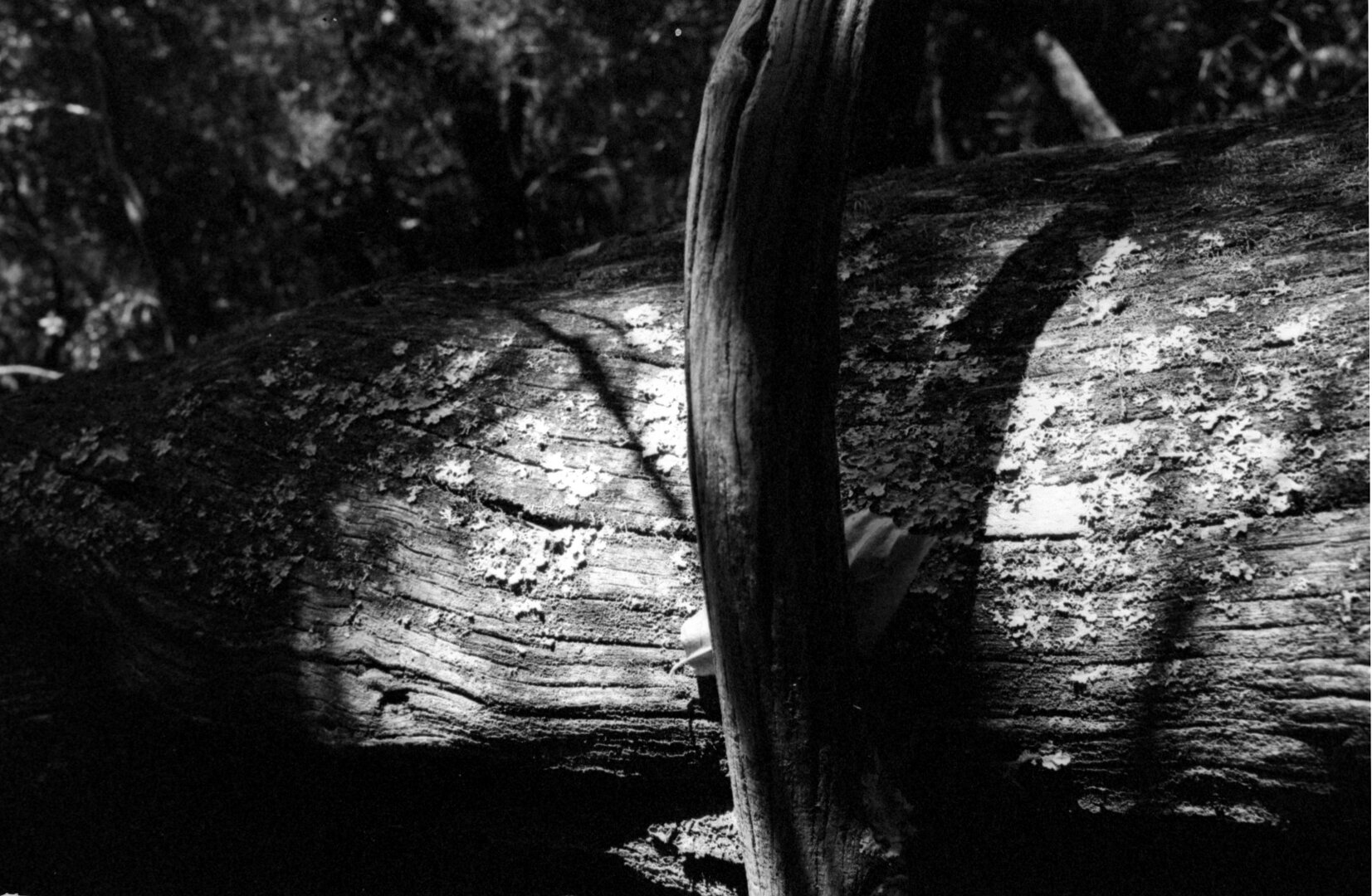 Natural curves and textures.