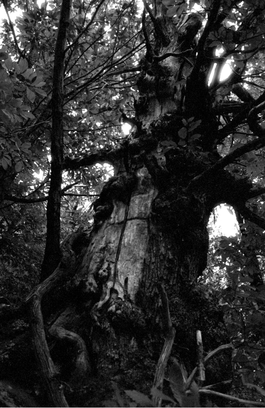 The old tree