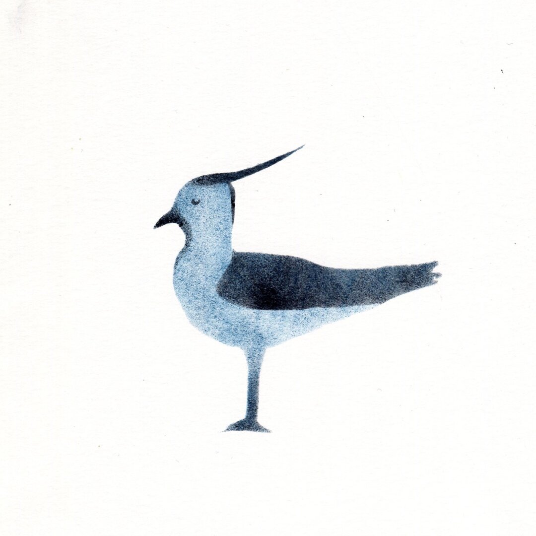 A lapwing in blue and black printed with ink and a sponge