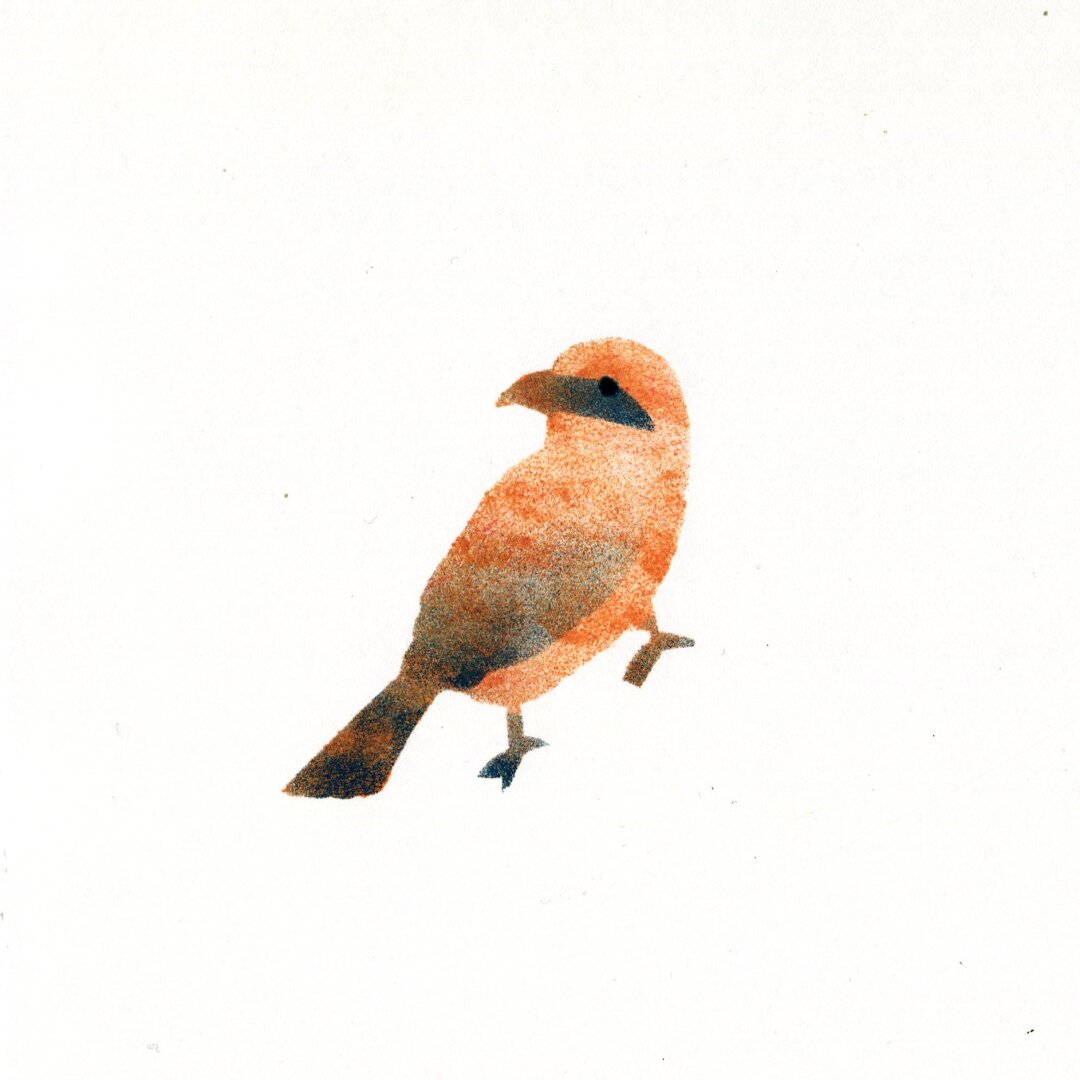 A red-backed shrike in orange and dark blue printed with ink and a sponge