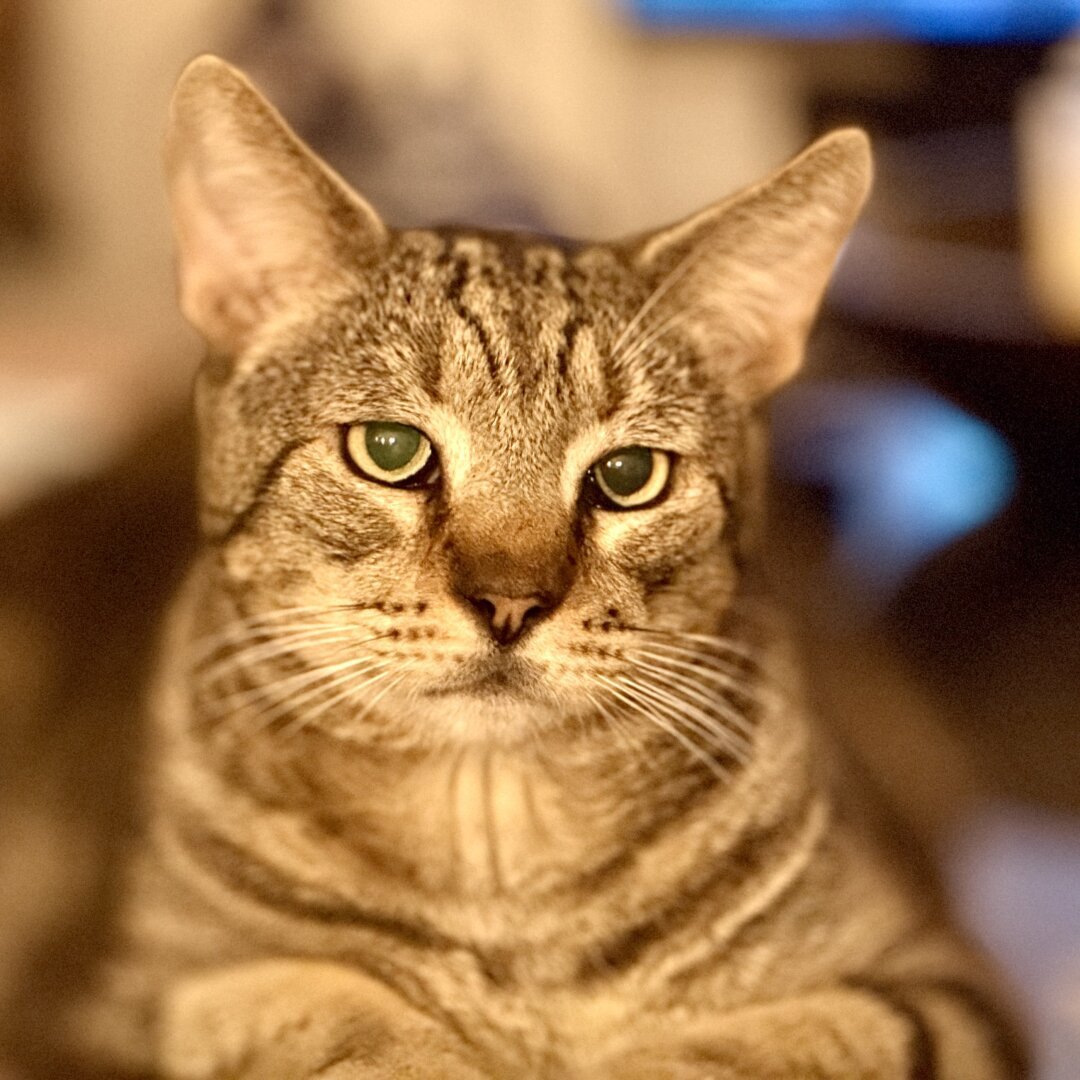 Portrait of a cat
