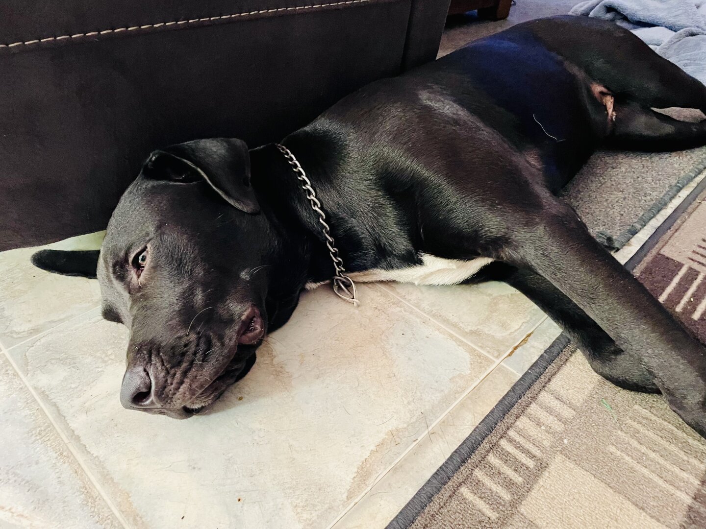 Bronson, a black dog with a white patch on his chest lies on a linoleum floor against the side of a lounge chair.
