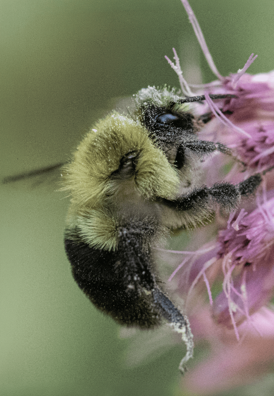 Bee enjoying a flower