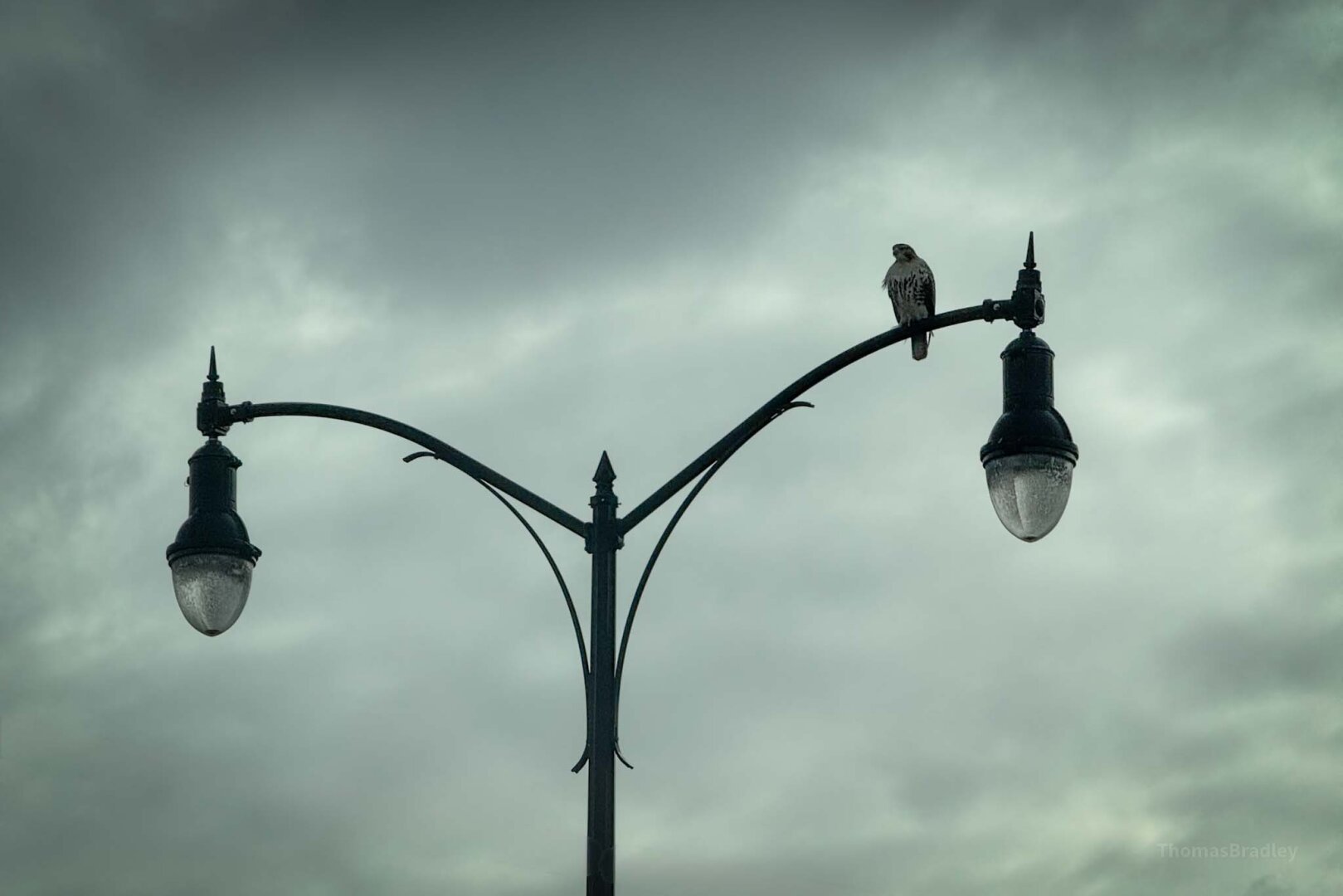 A red tailed hawk, watching and waiting.