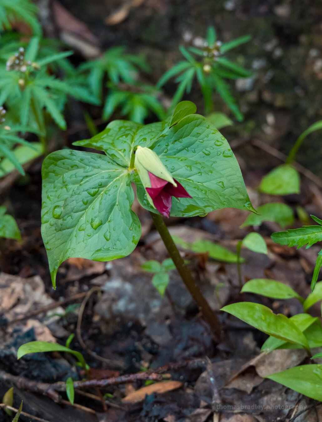Red Trillium Bud (Trillium erectum)

This red trillium is just beginning to reveal its deep maroon petals, still held in a gentle spiral under a veil of dew. Also known as wake-robin, it waits for the forest to warm.