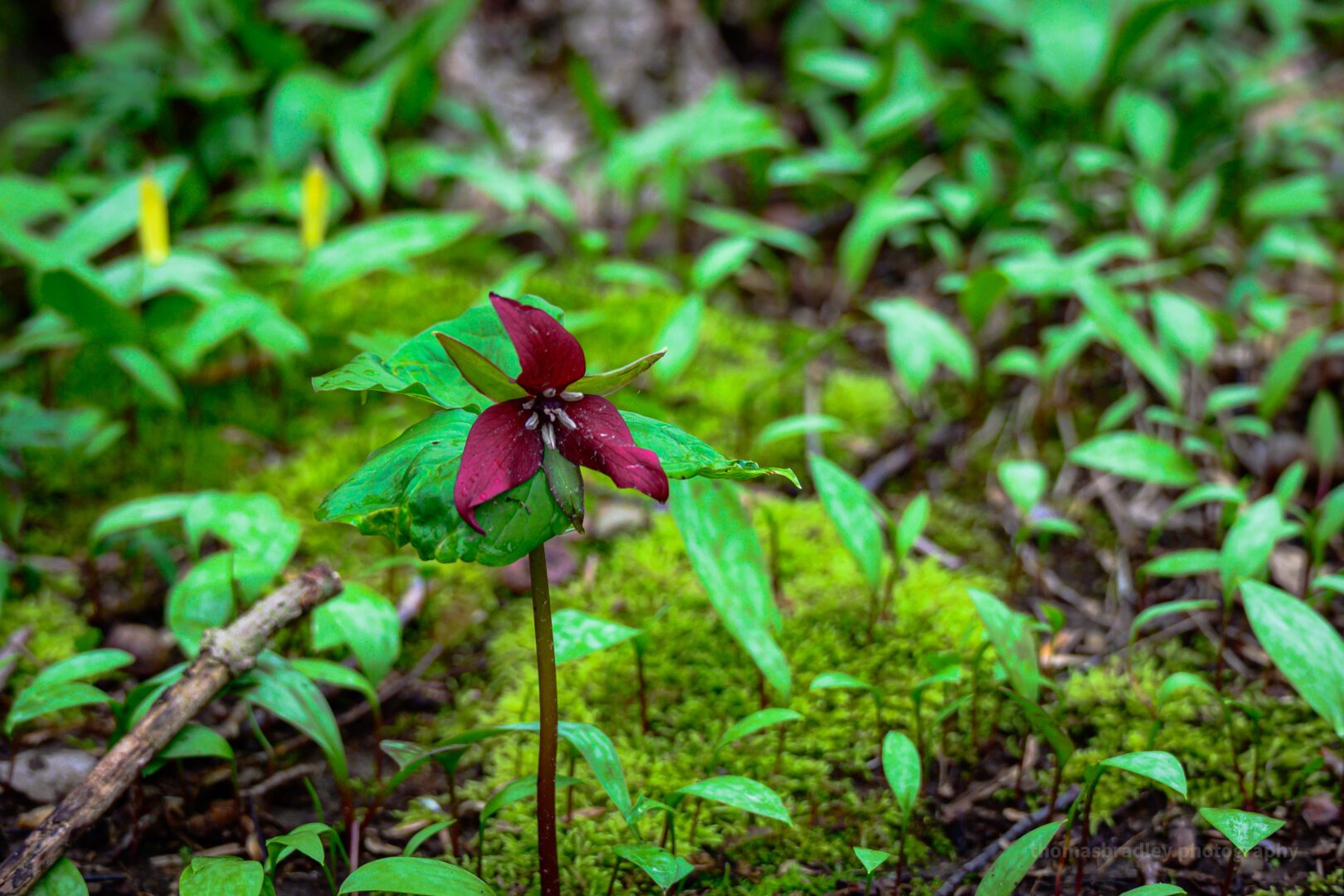 Fully Bloomed Red Trillium (Trillium erectum)

This red trillium lifts its deep crimson petals above a carpet of moss and wild greens. A quiet emblem of wild Appalachian spring.