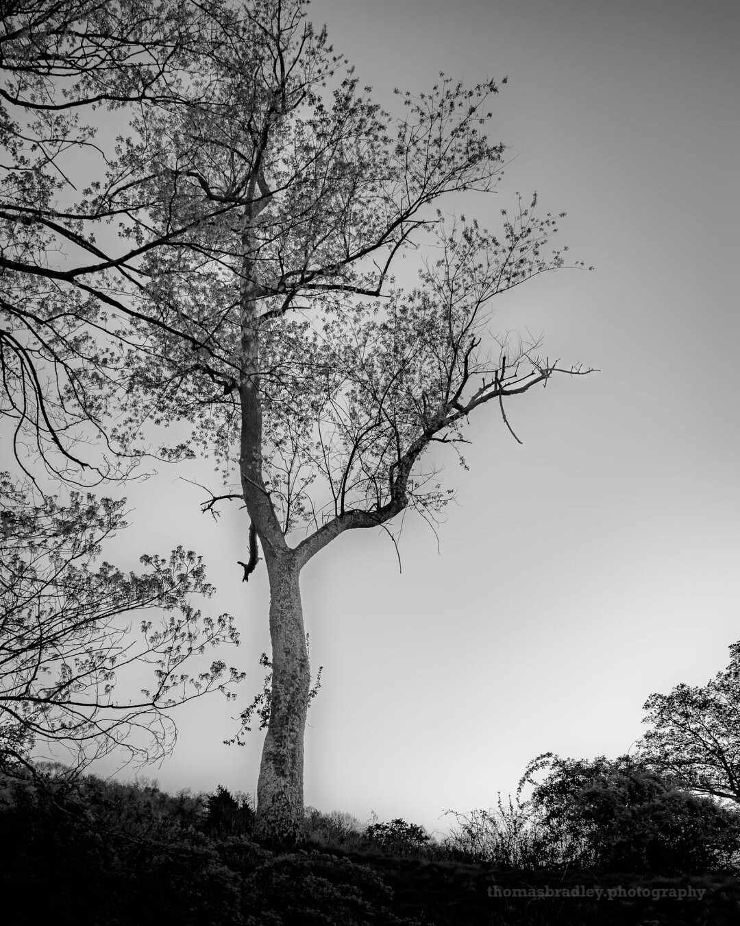 At the edge of the world, a lone tree stands