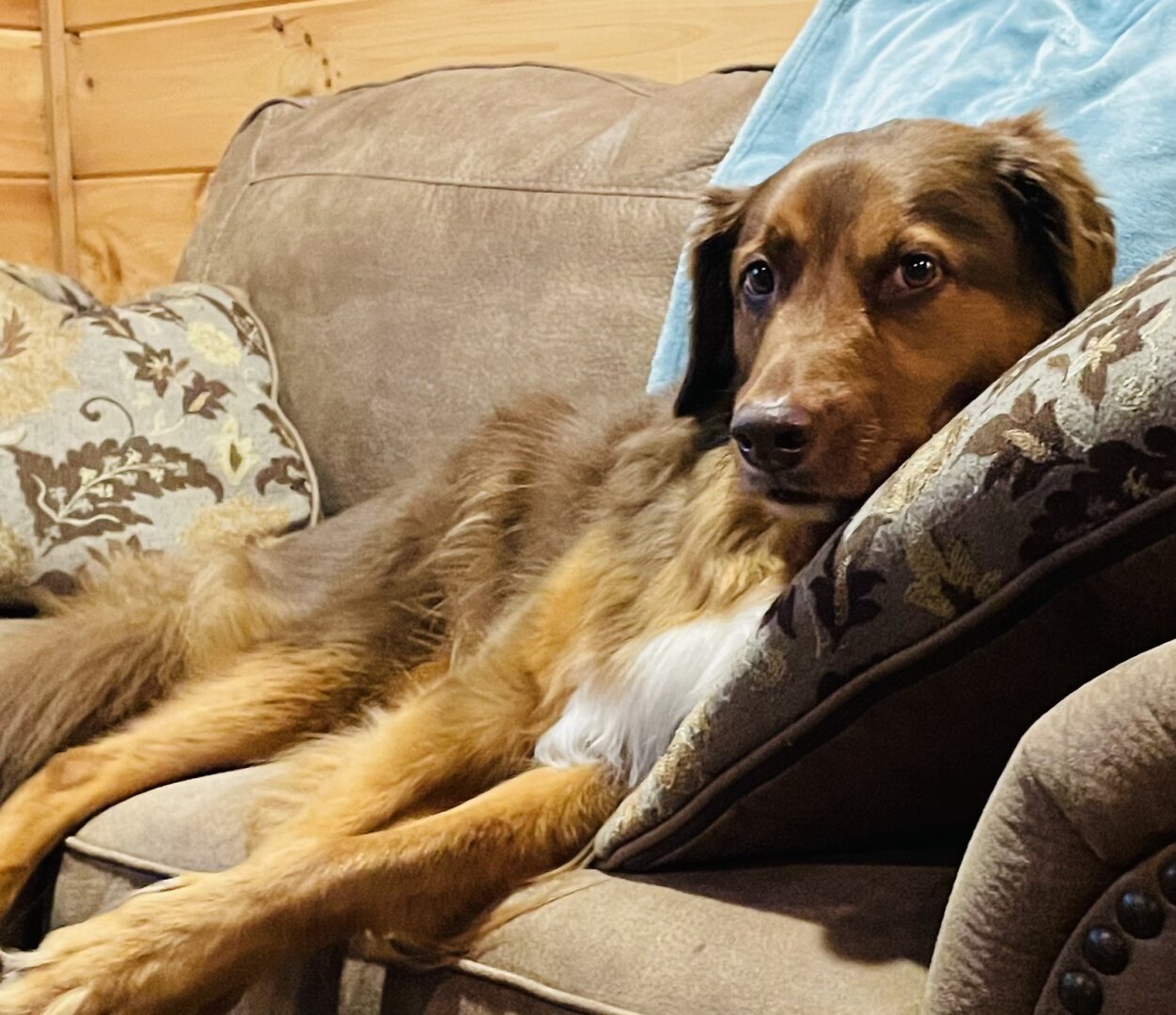 Cute dog resting comfortably on a large sofa. The look on his face says he knows how cute he is and he will not share the sofa.