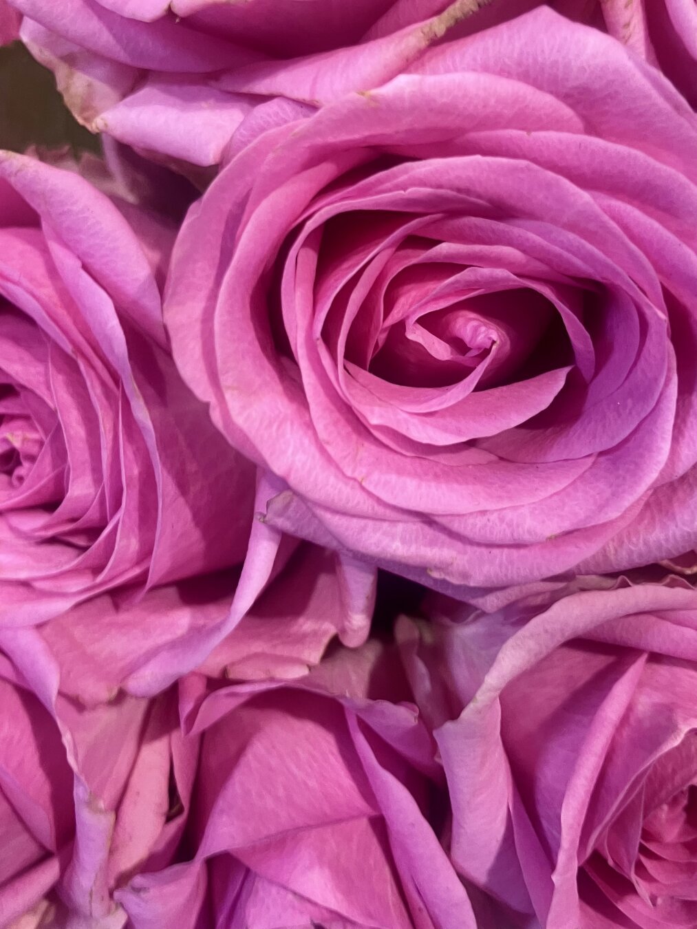 Pink roses in close up.
