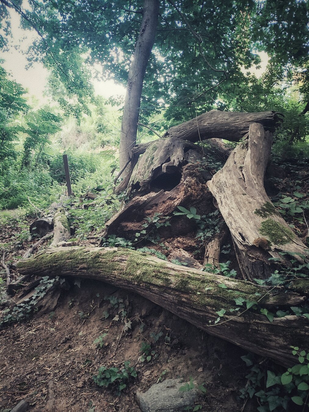 Stump in the woods