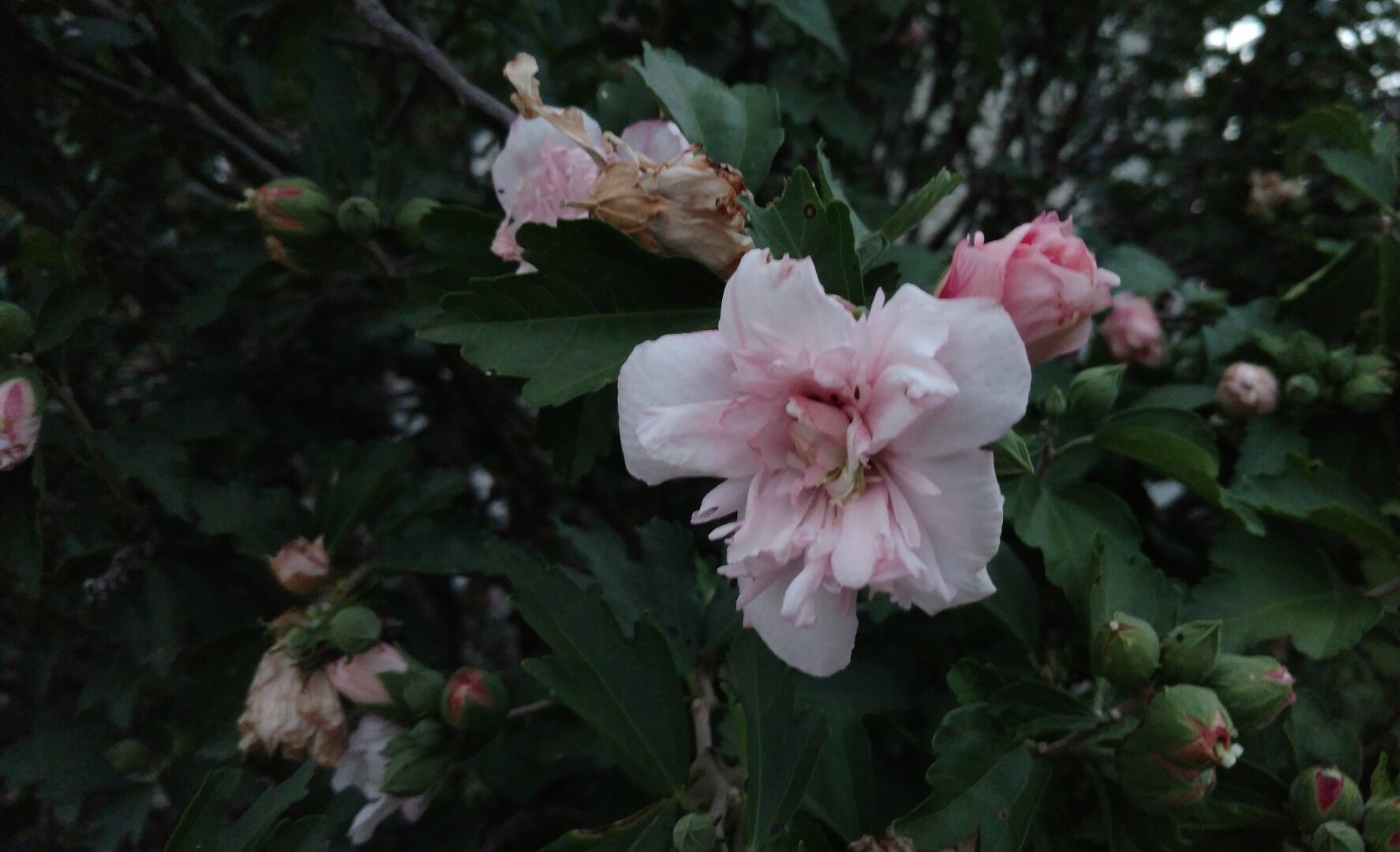 Just a few flower pictures I took a few years back. No edits on either of these, I thought they were good as is.