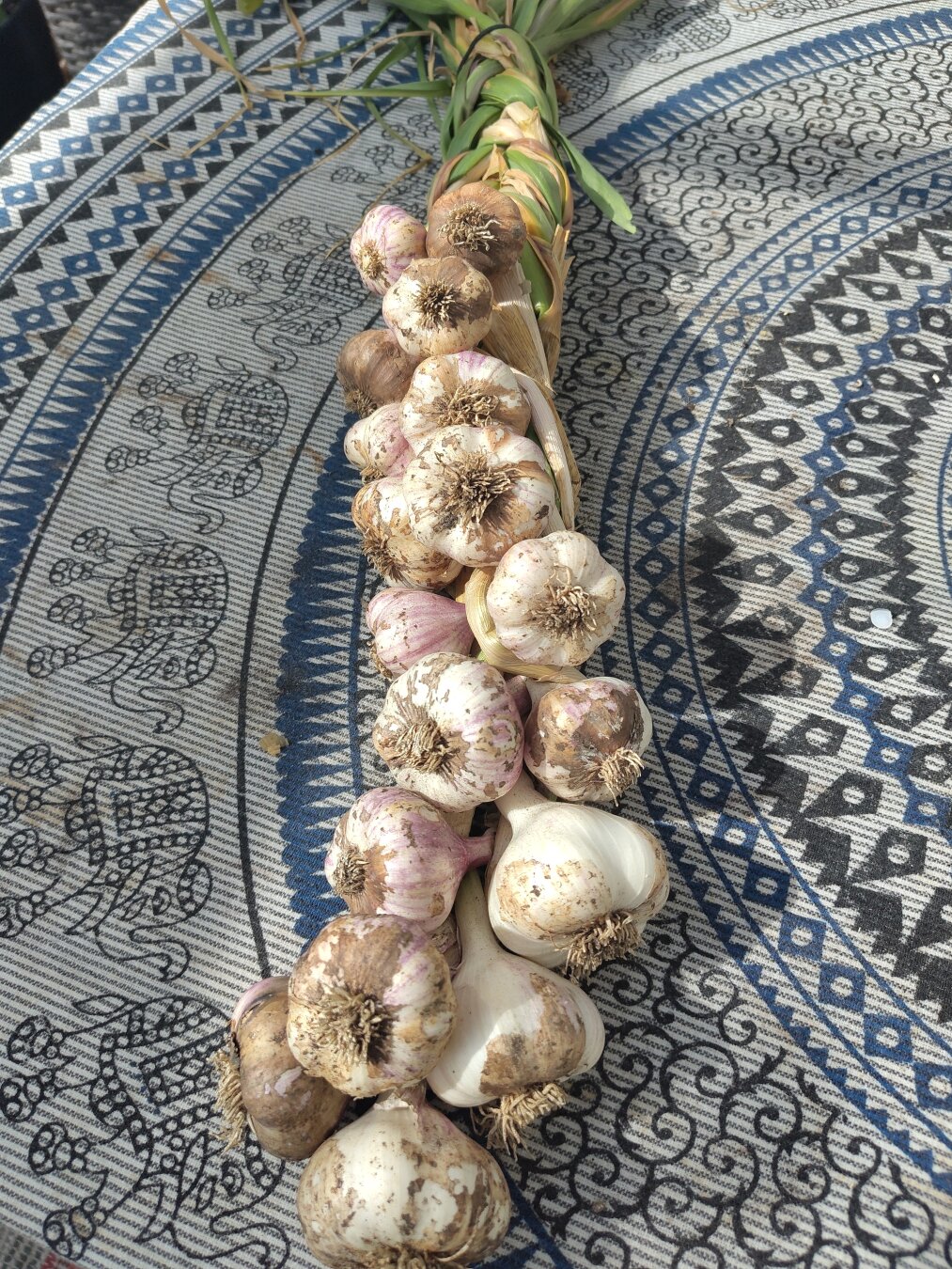 braid of garlic
