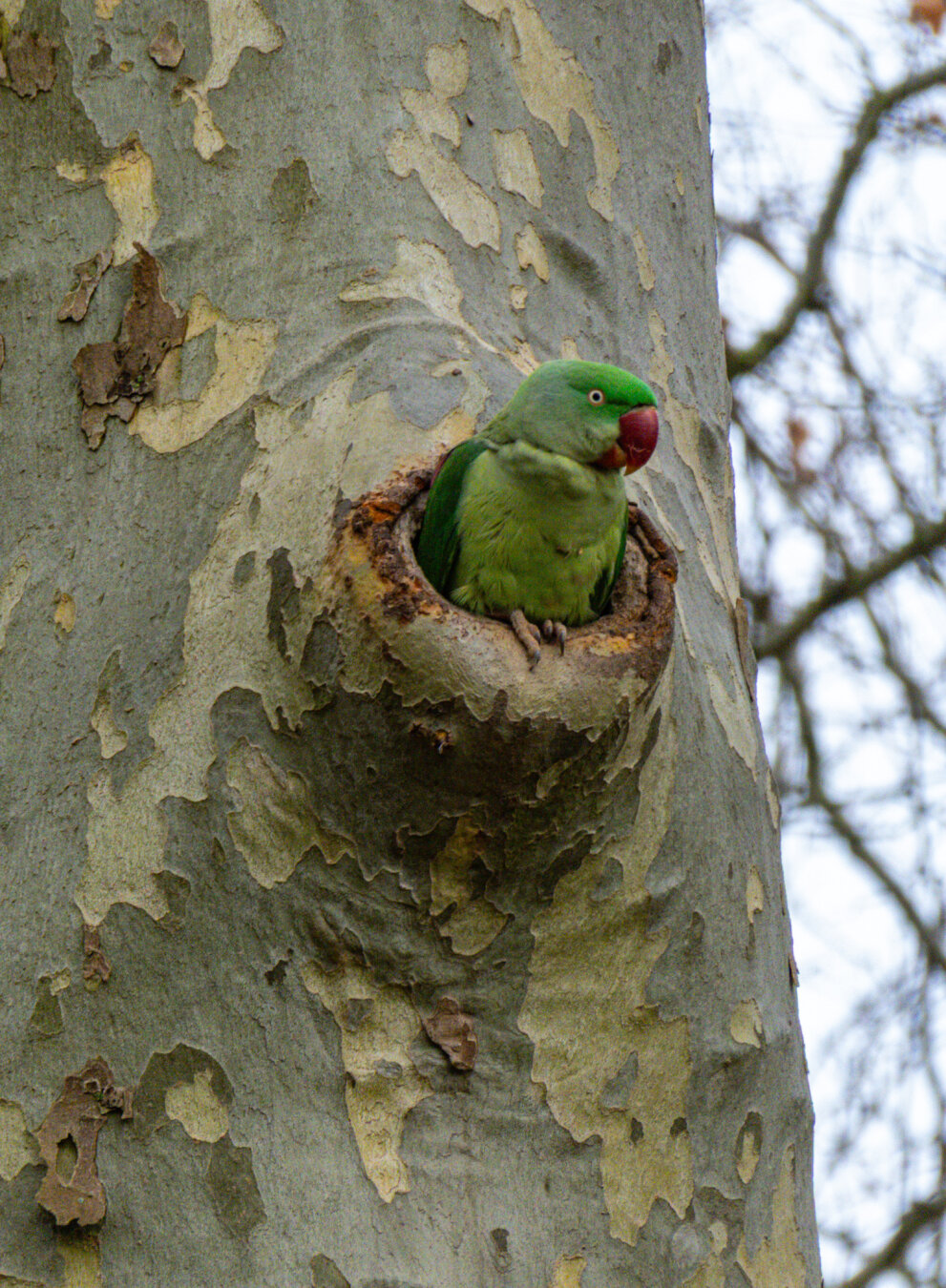 Ein leuchtend grüner Alexandersittich schaut neugierig aus einer Baumhöhle einer Platane im Kölner Grüngürtel. Der exotische Vogel mit dem kräftigen roten Schnabel und dem rötlichen Schulterfleck sitzt geschützt im Stamm, dessen Rinde das typische fleckige Abblätterungsmuster zeigt. Ein schönes Beispiel für die wildlebenden Papageien in der Domstadt.